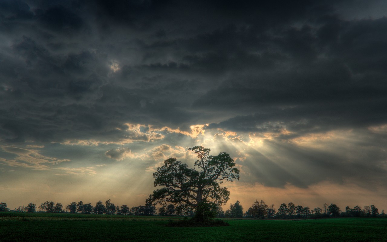 Sunlight beams through dark clouds over a lone tree HD Wallpaper