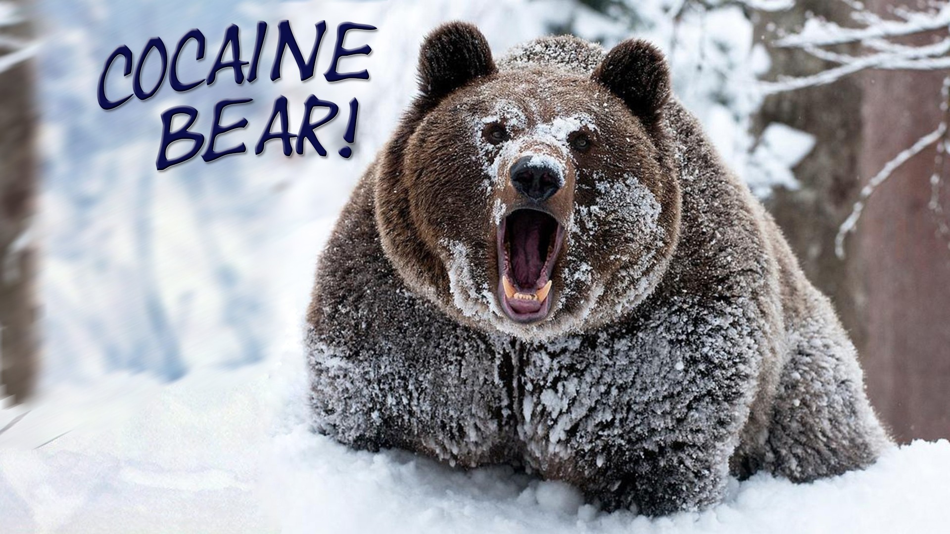 Cocaine Bear in a Snowy Forest HD Wallpaper