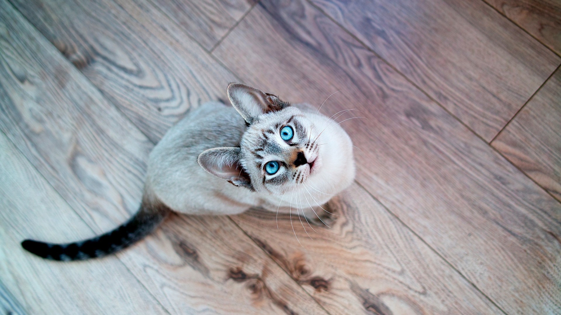 Siamese Seal Tabby cat with blue eyes looking up HD Wallpaper