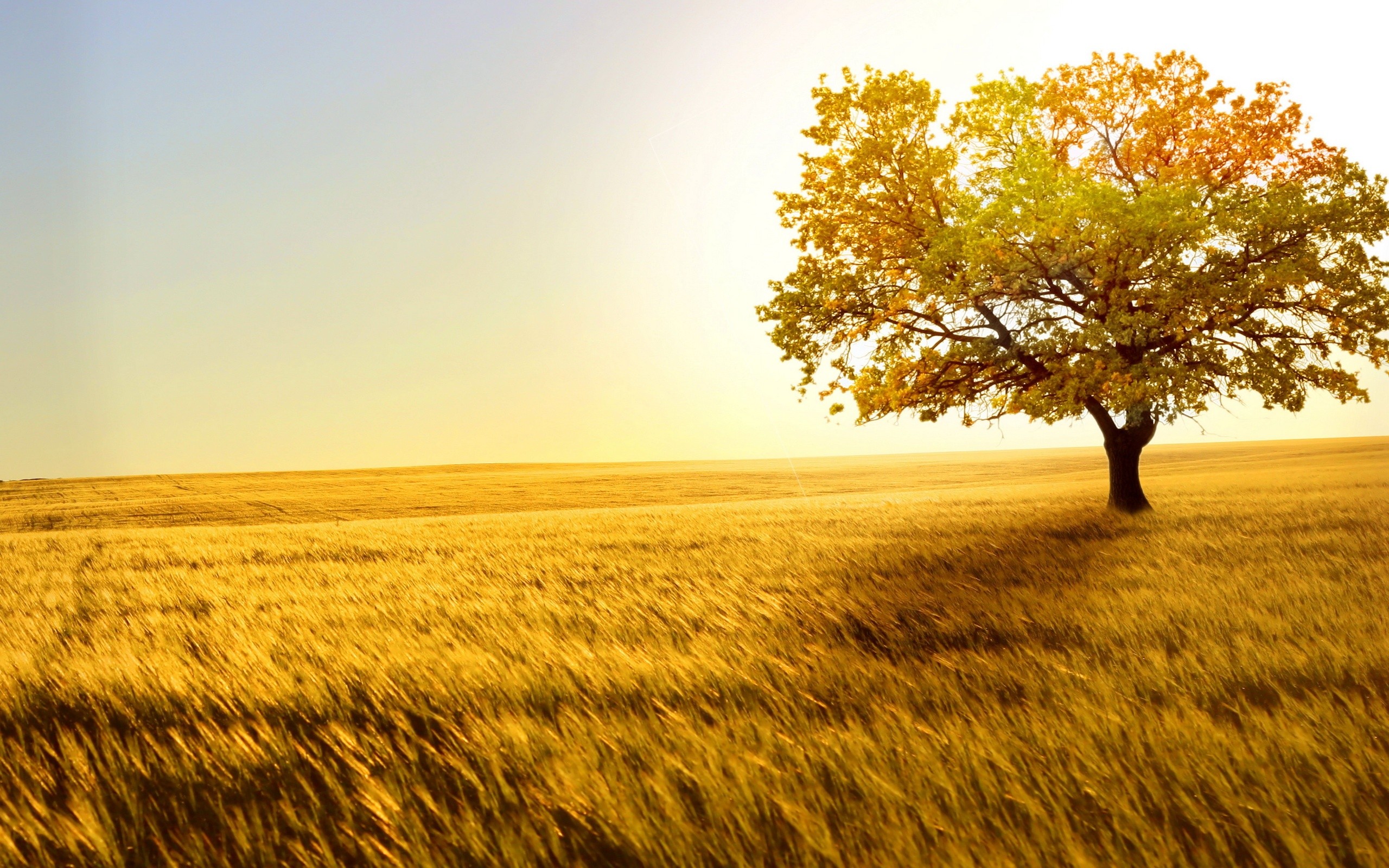 Golden field with a lone tree at sunset HD Wallpaper
