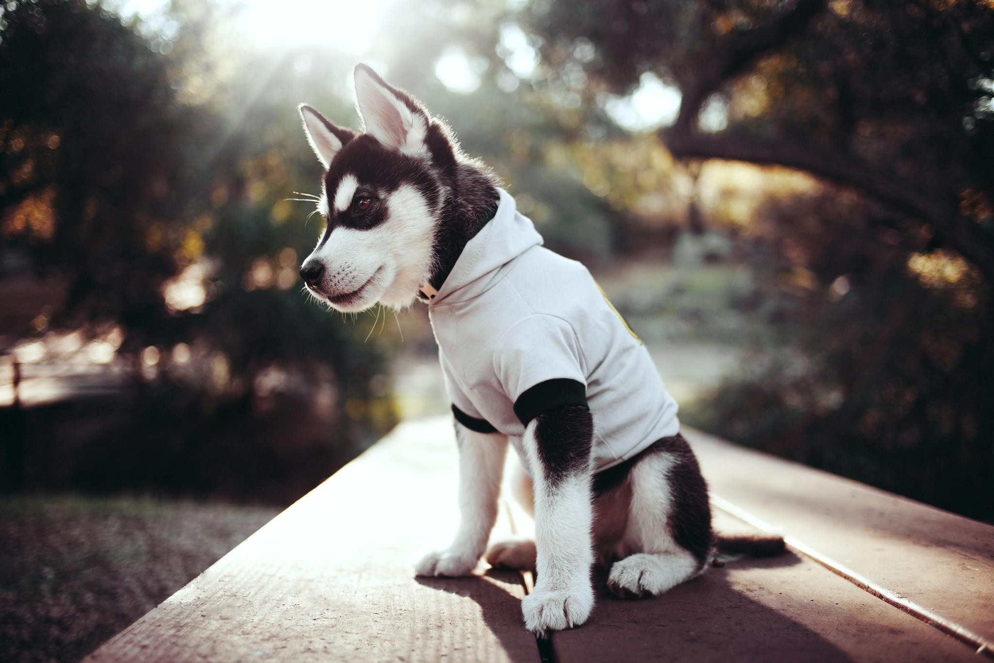 Siberian Husky puppy wearing a hoodie outdoors HD Wallpaper