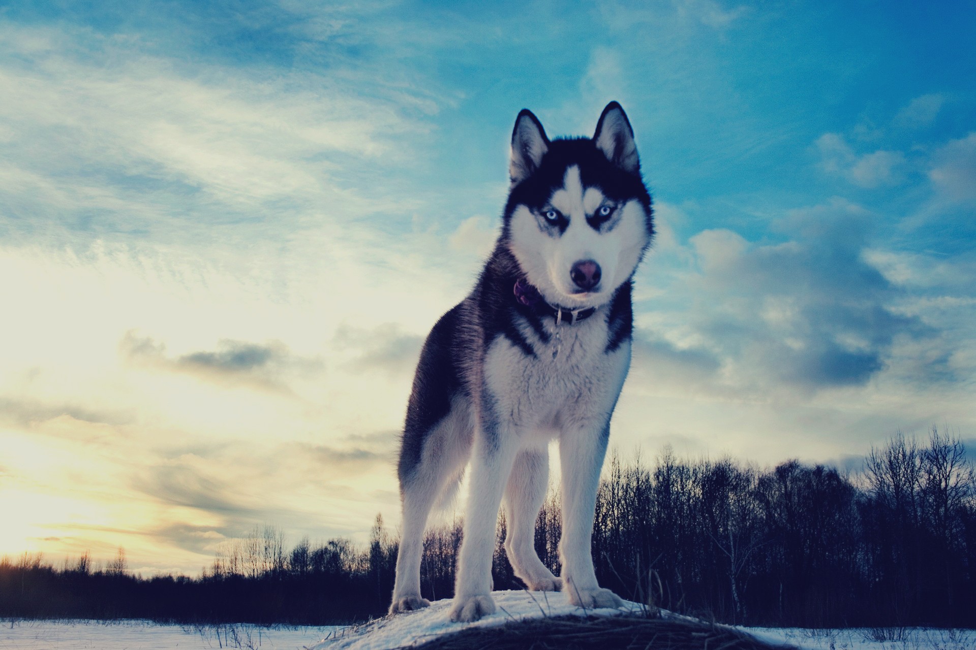 Siberian Husky standing on a mound in winter HD Wallpaper