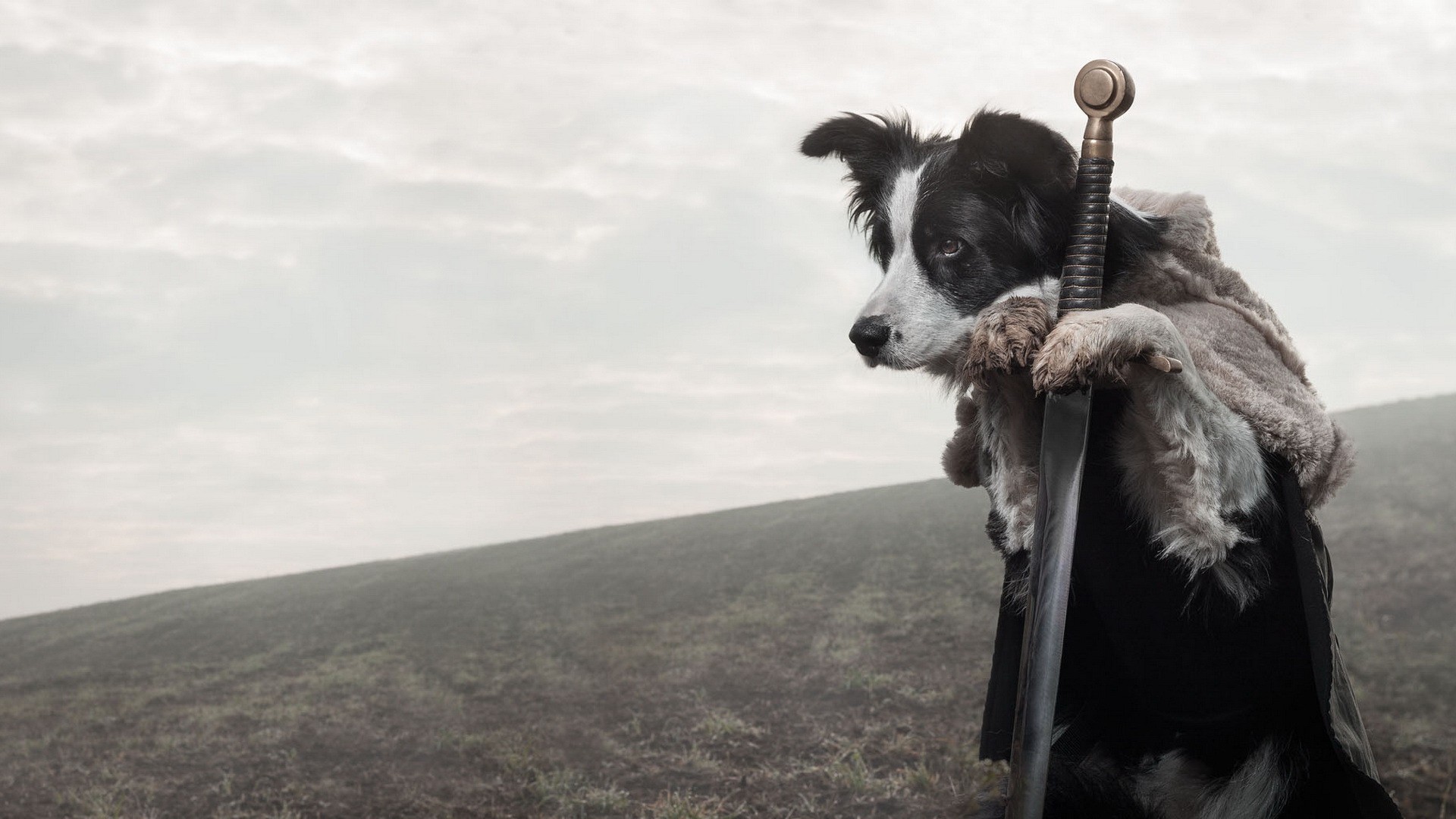 Border collie dressed as a warrior with a sword HD Wallpaper