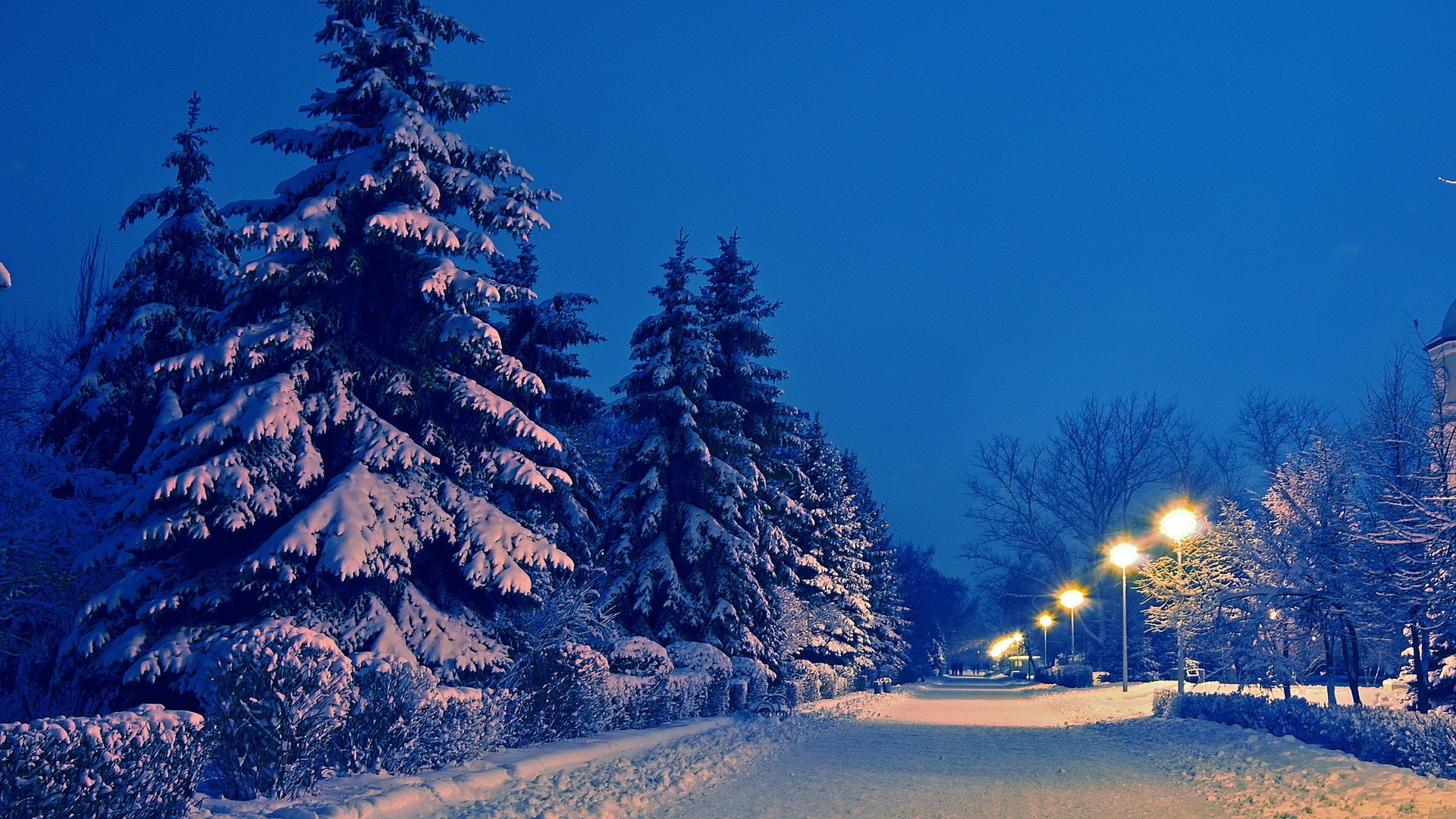 Snowy park path with fir trees and streetlights at dusk HD Wallpaper