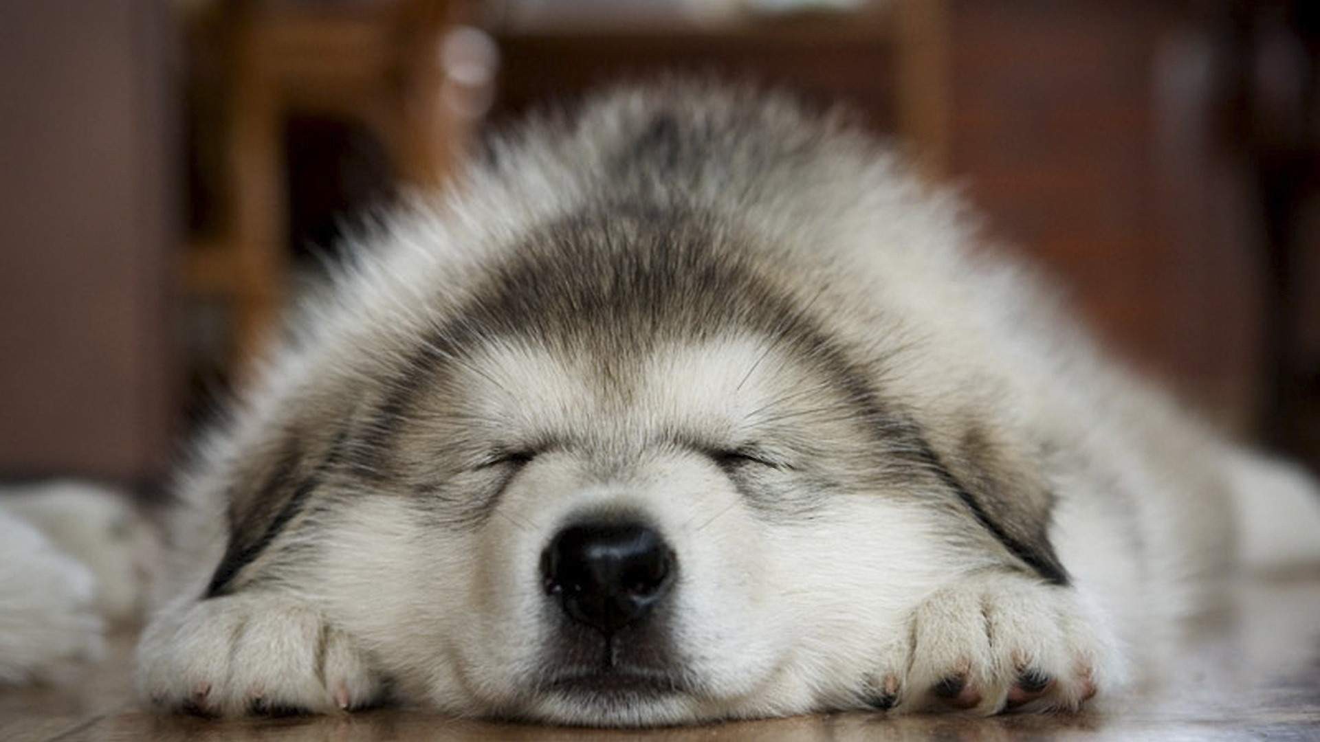 A fluffy husky puppy sleeping on the floor HD Wallpaper