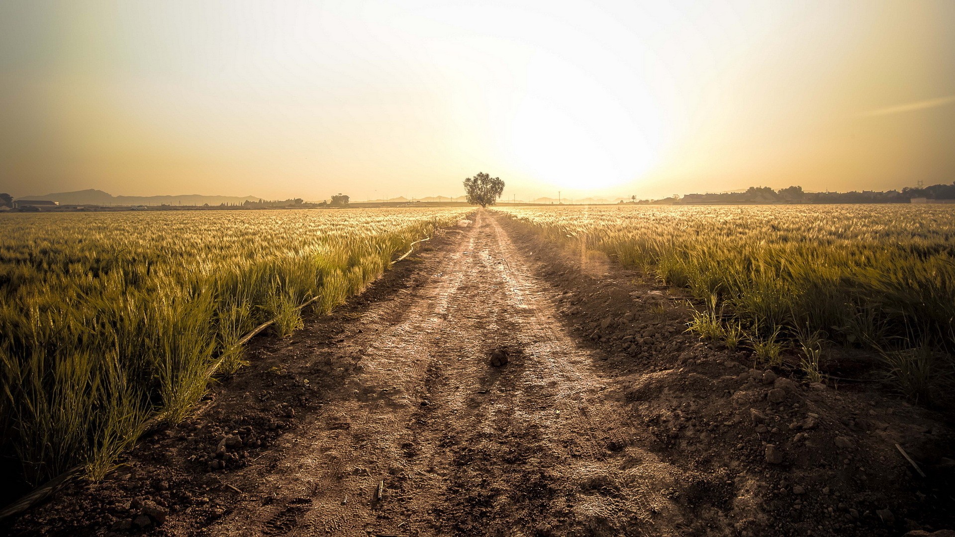 Dirt road through a wheat field at sunset HD Wallpaper