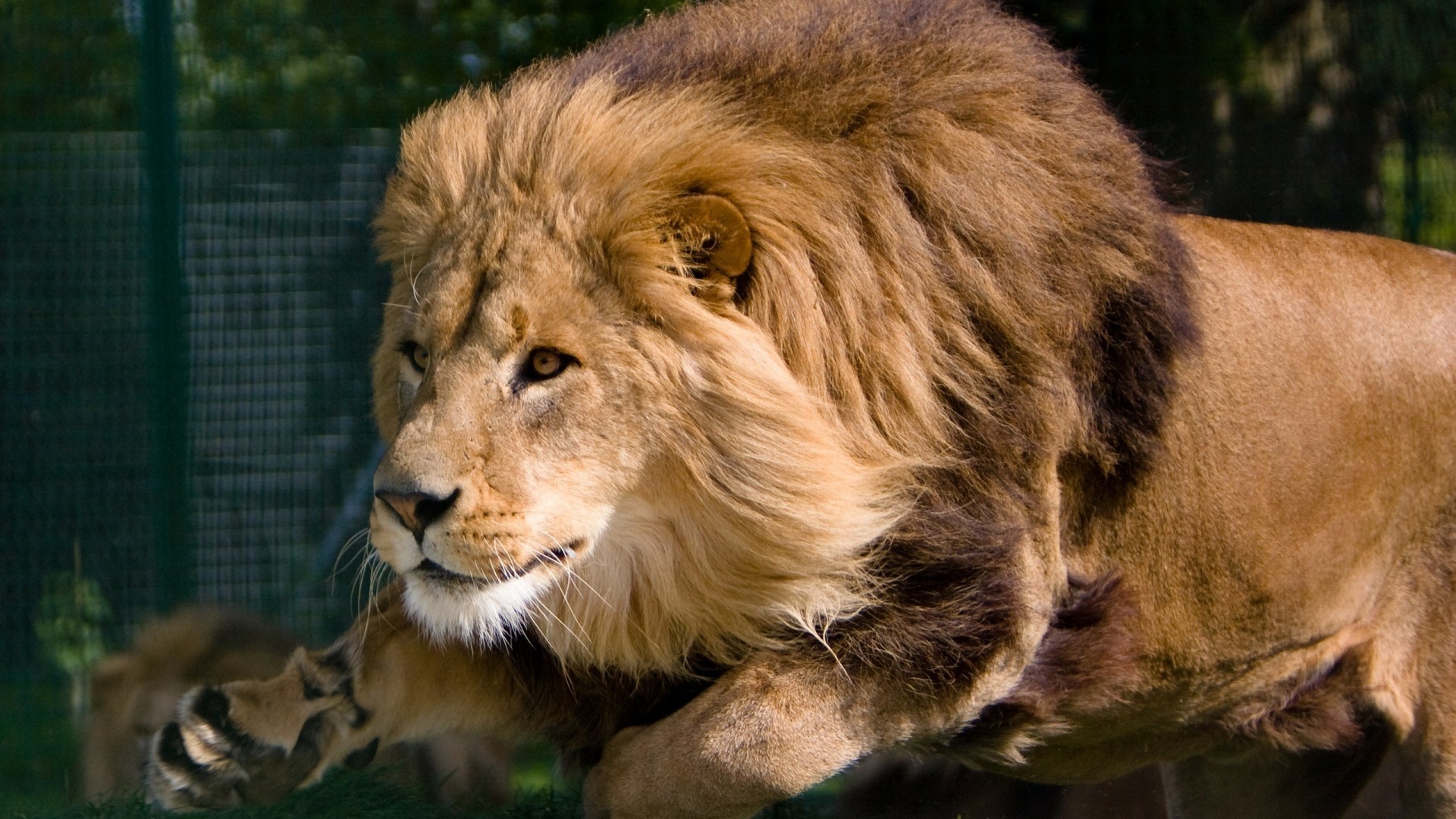 A lion with a large mane walks forward HD Wallpaper