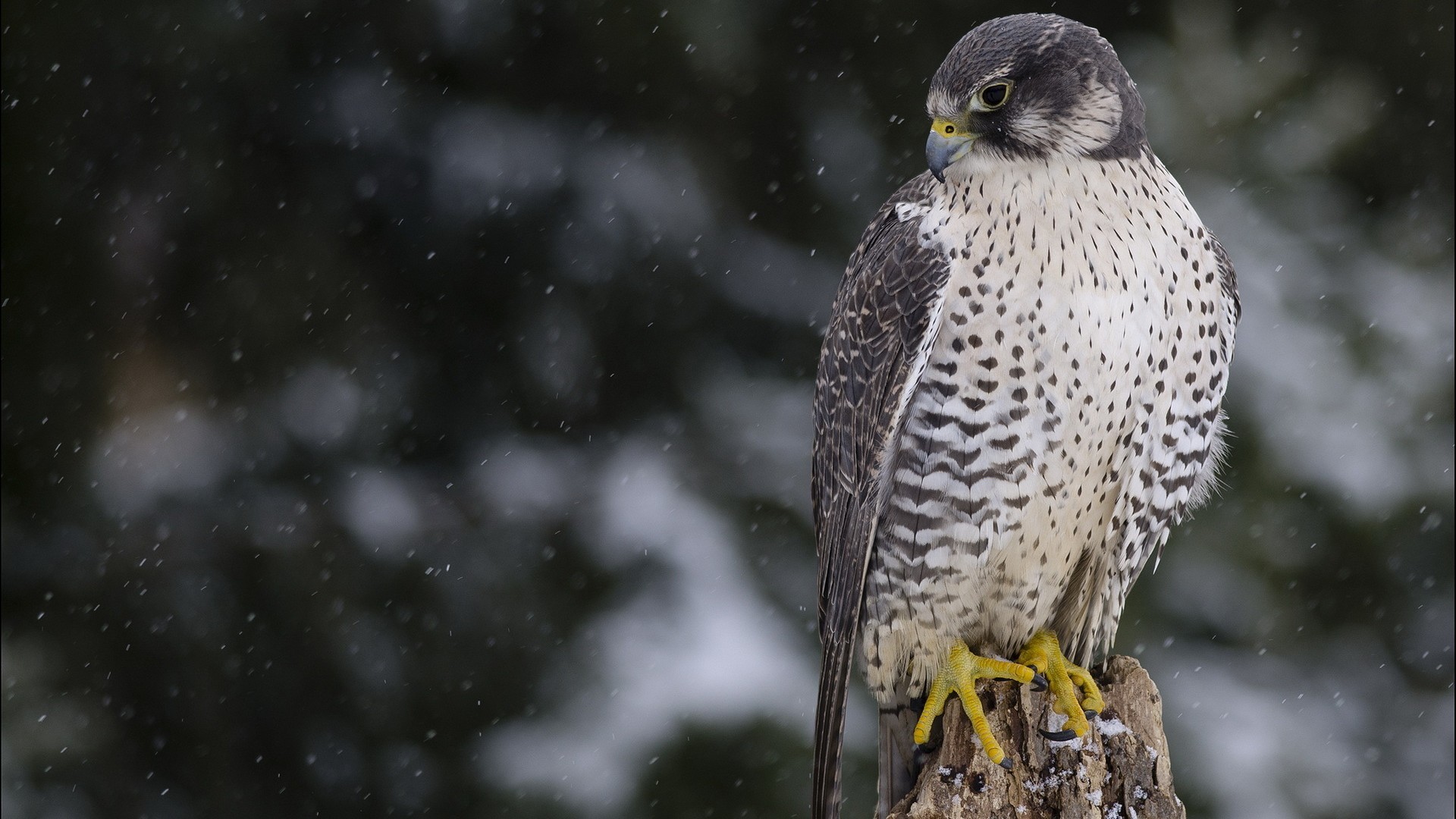 Peregrine falcon perched on a stump in the snow HD Wallpaper