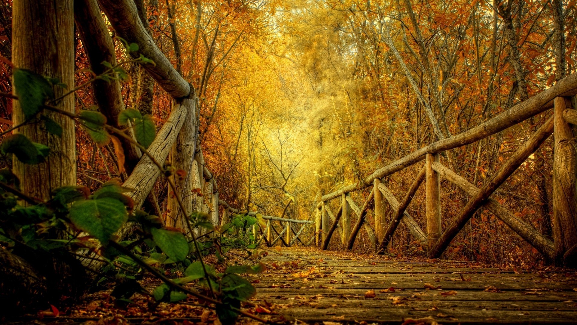 Wooden bridge in a forest during fall HD Wallpaper