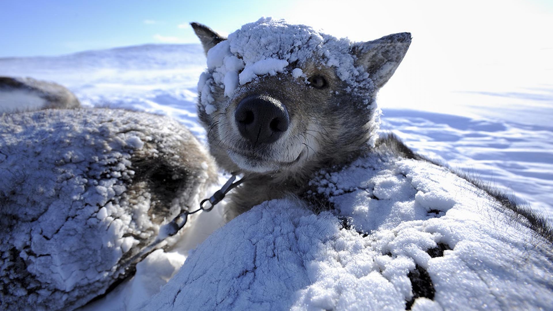 Dog covered in snow in a winter landscape HD Wallpaper