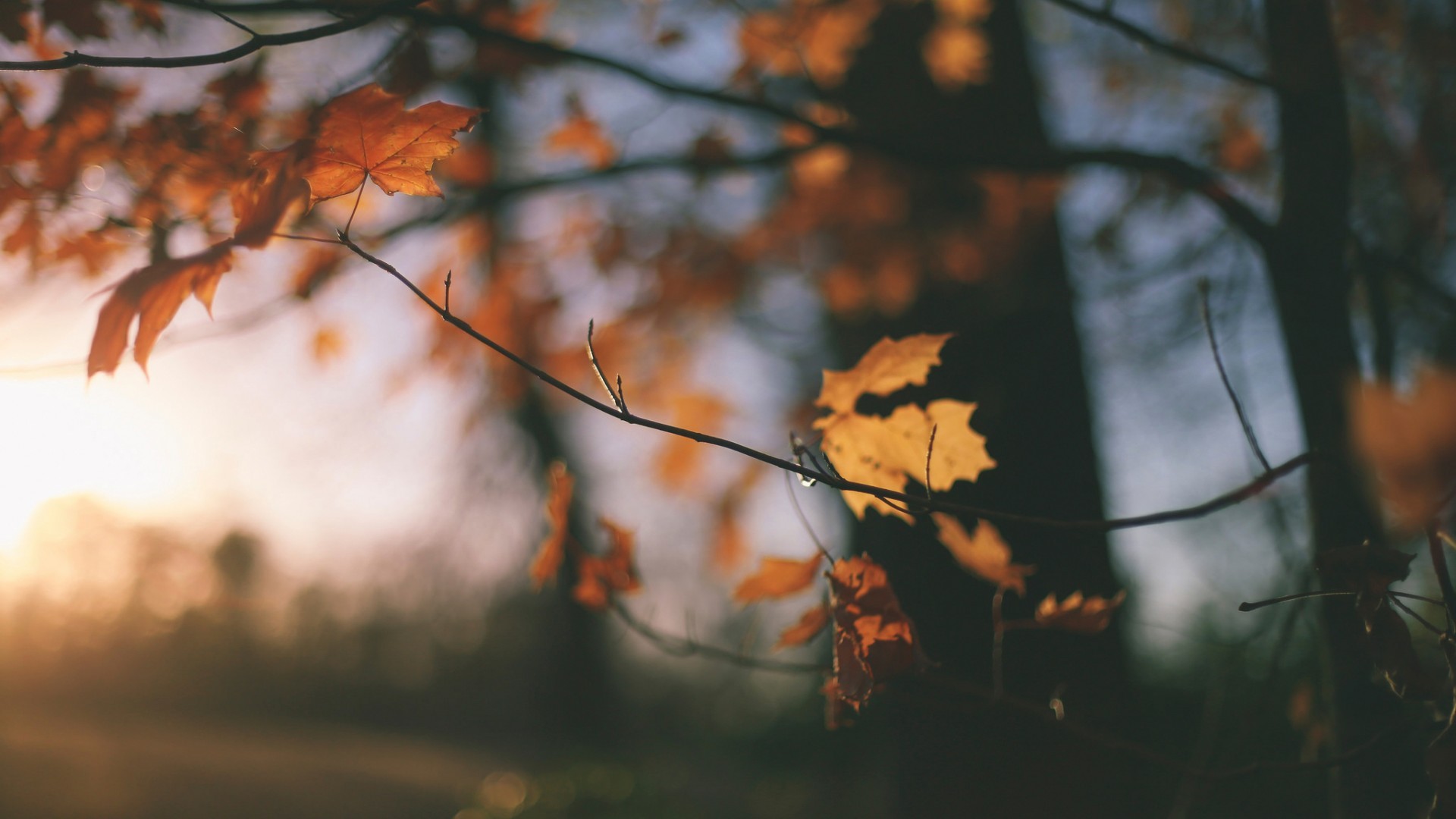 Autumn leaves on a tree branch at sunset HD Wallpaper