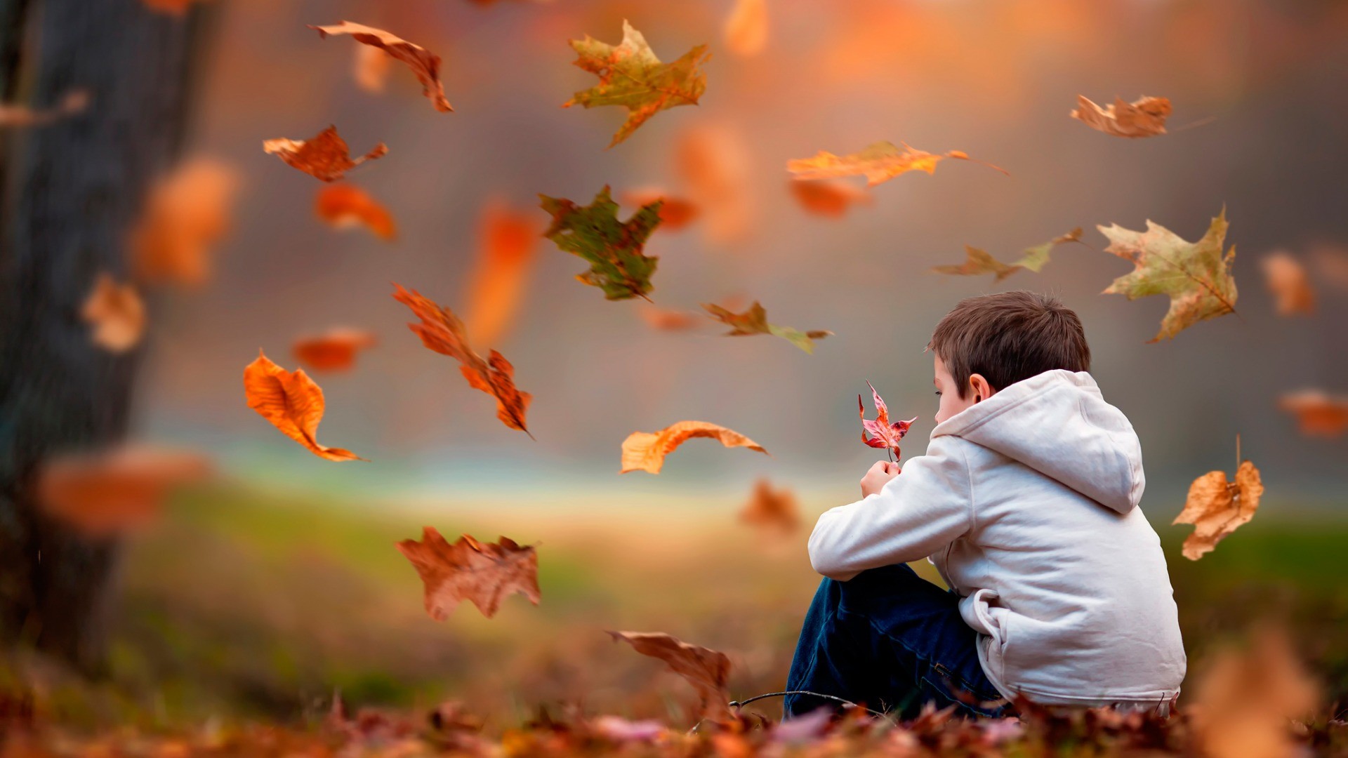 Boy sitting in autumn leaves HD Wallpaper