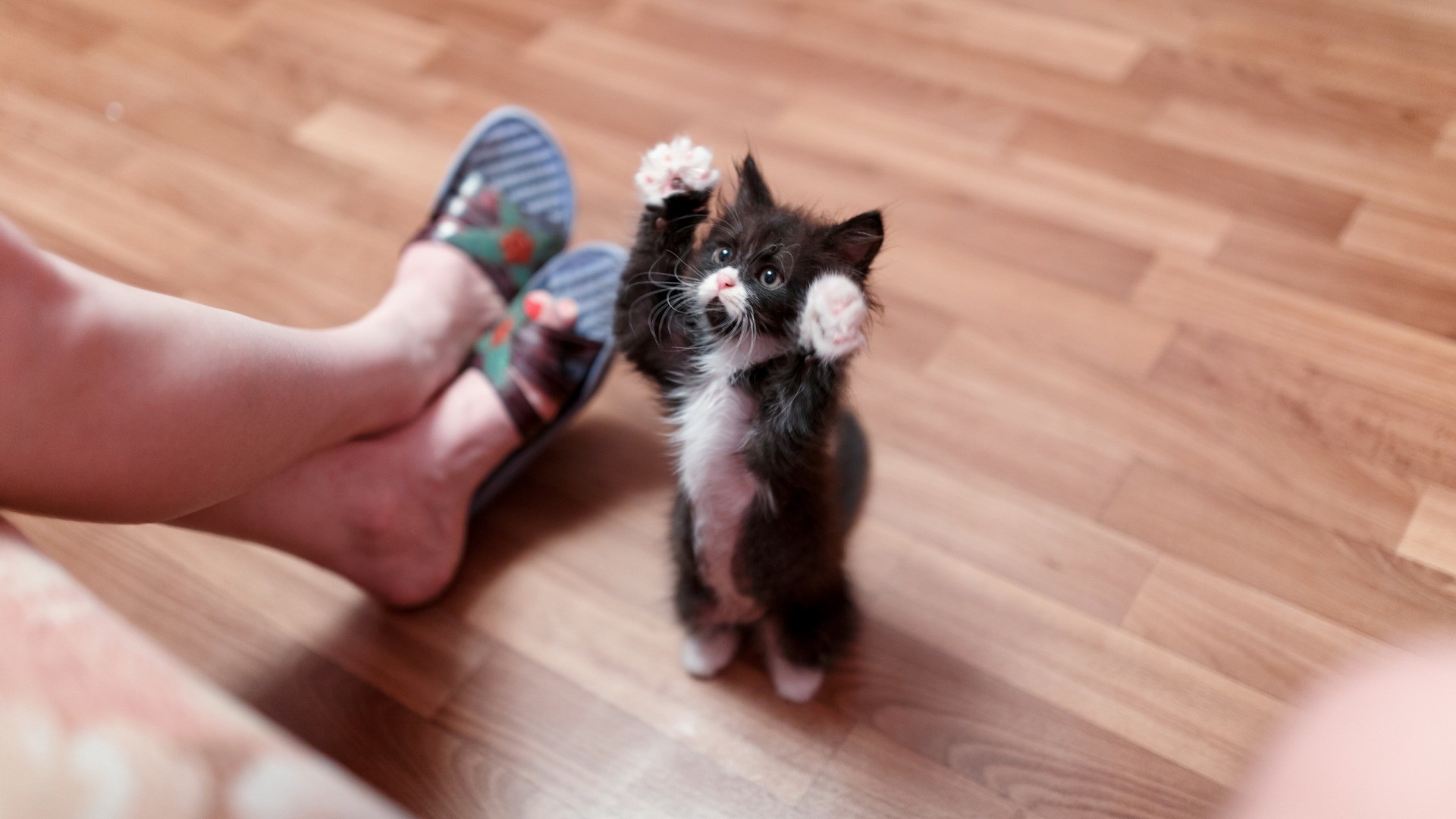 Kitten standing on hind legs reaching up HD Wallpaper
