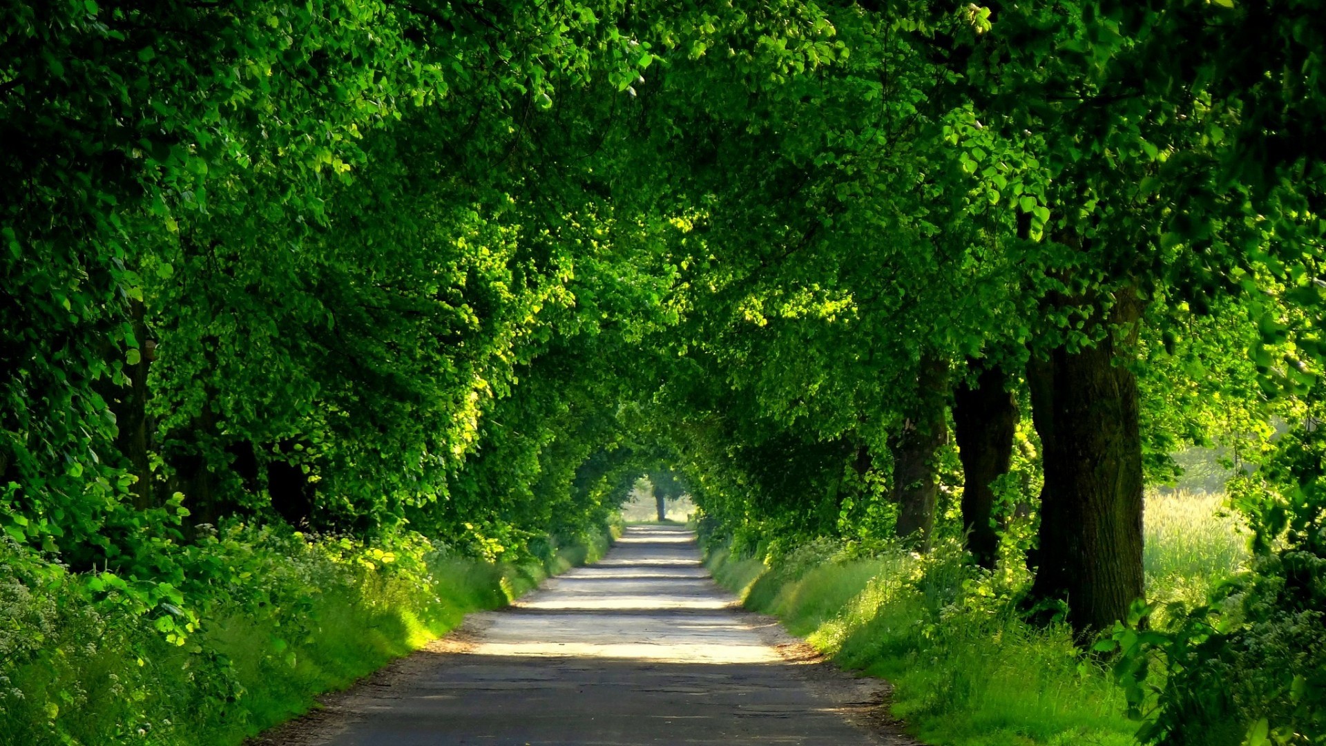 Tree tunnel road with sunlight HD Wallpaper