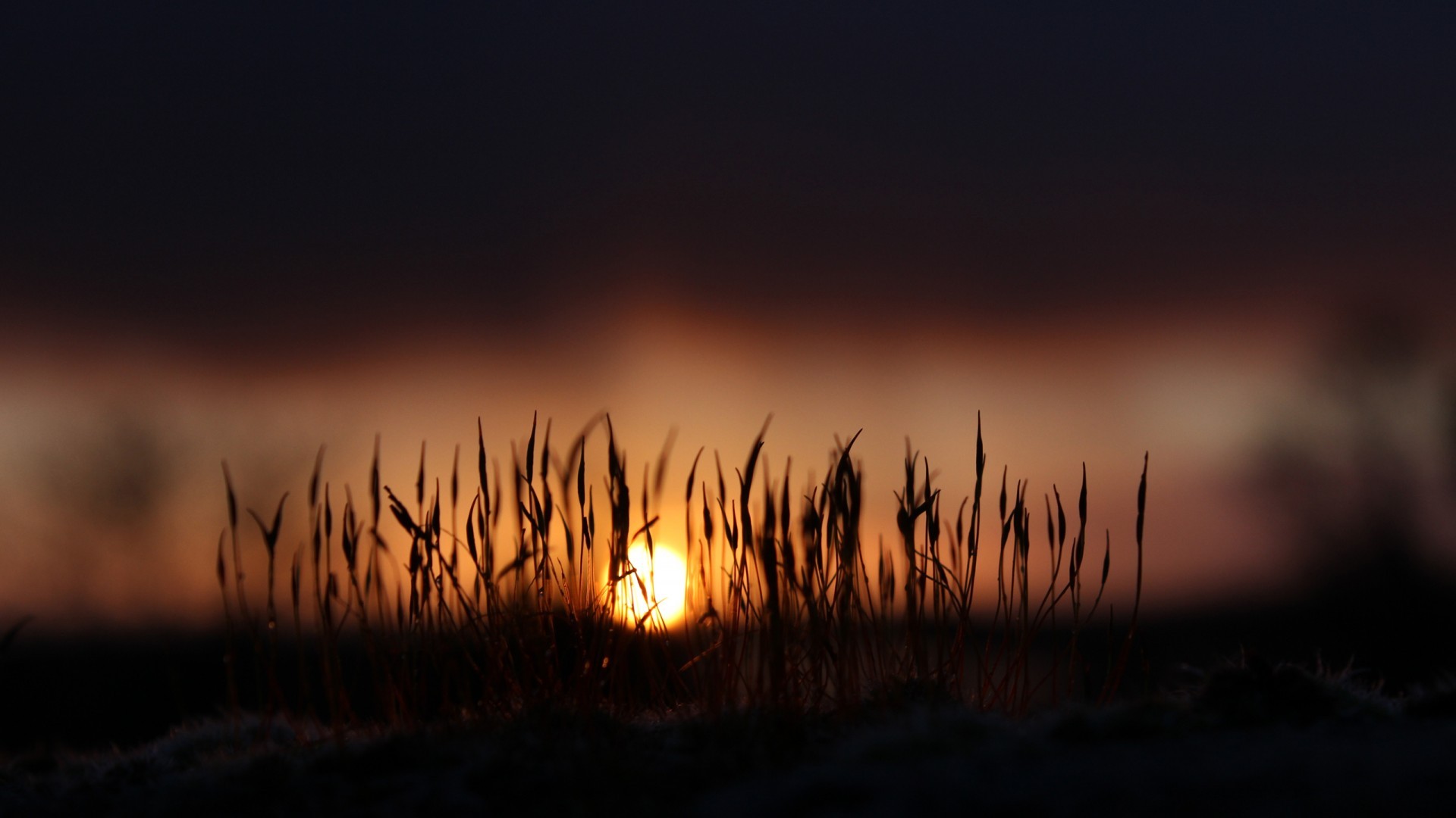 Sunlight behind grass stalks at sunset HD Wallpaper