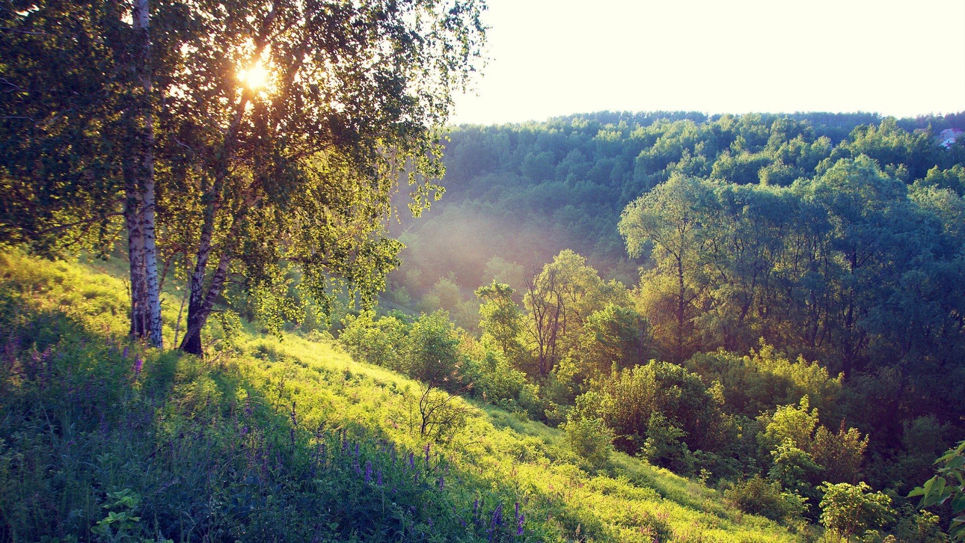 Sunlight filtering through trees in a misty forest landscape HD Wallpaper