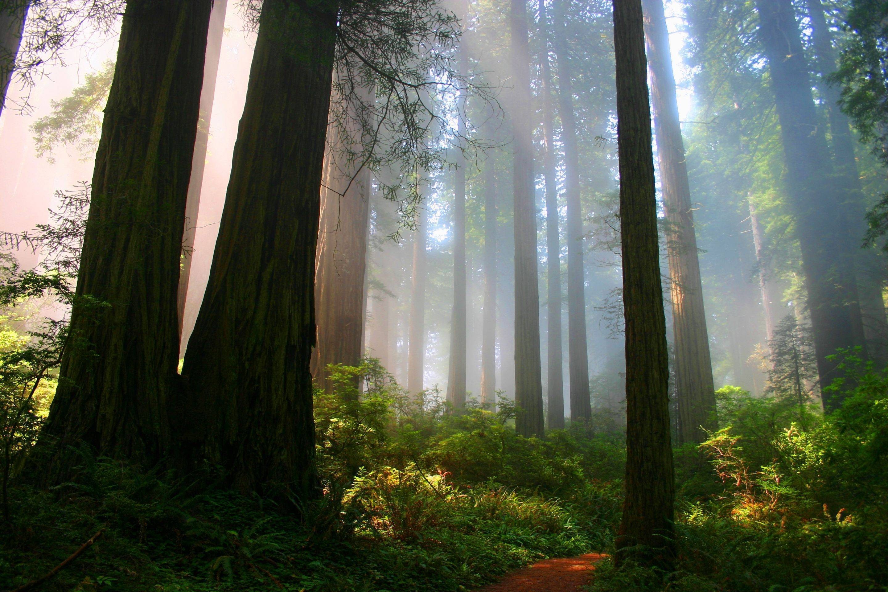 Redwood forest with sunbeams filtering through trees HD Wallpaper