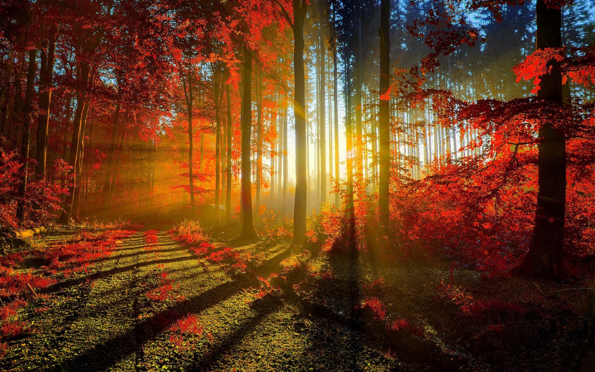 Sunlight filtering through a vibrant autumn forest HD Wallpaper