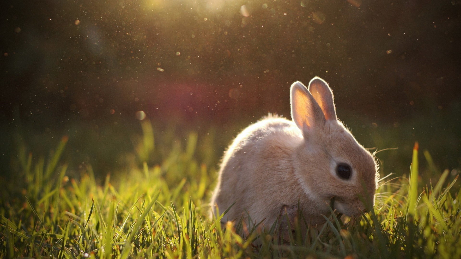 A rabbit eating grass in the sunlight HD Wallpaper