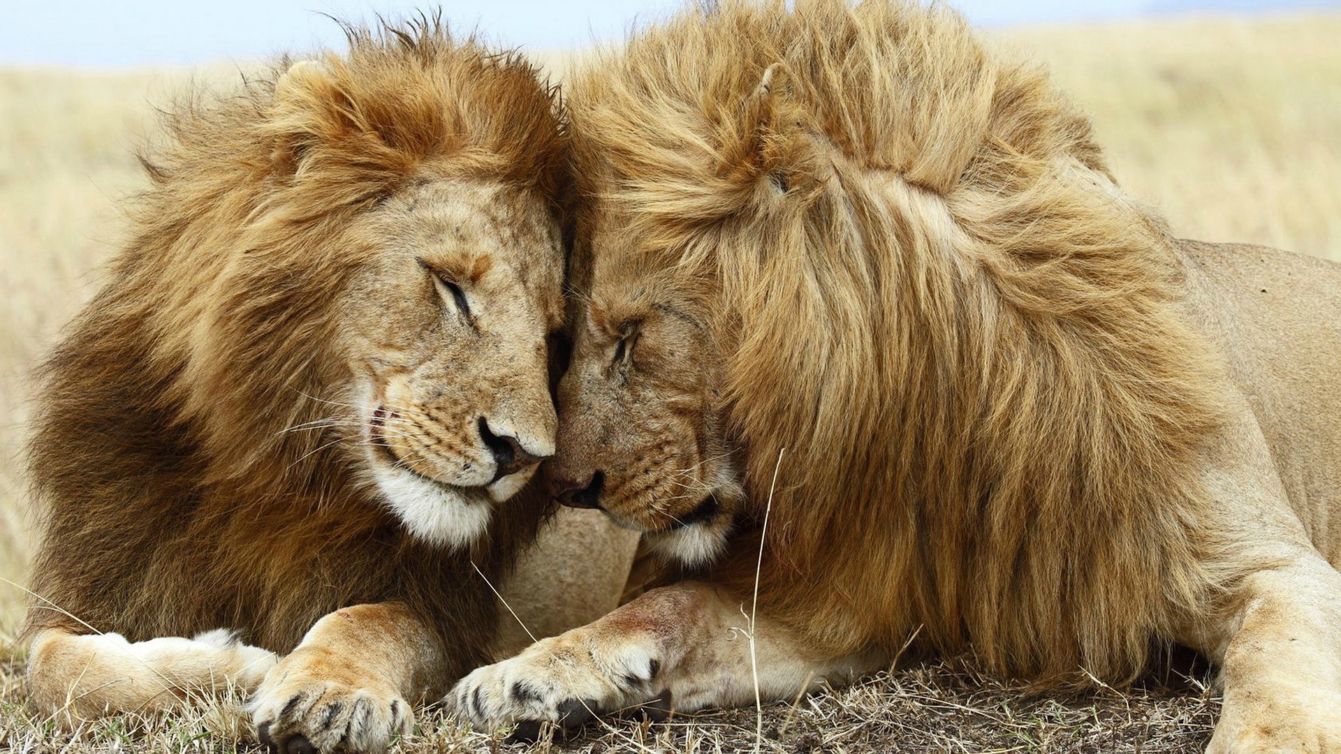 Two lions resting together in a grassy field HD Wallpaper