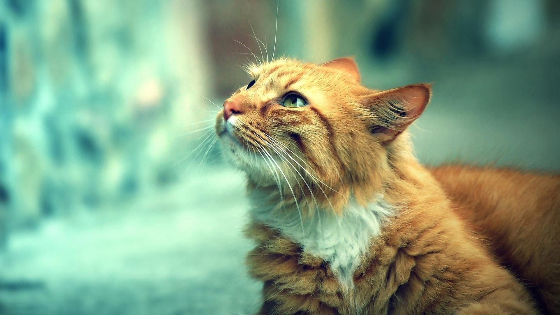 Close-up of an orange tabby cat looking up HD Wallpaper