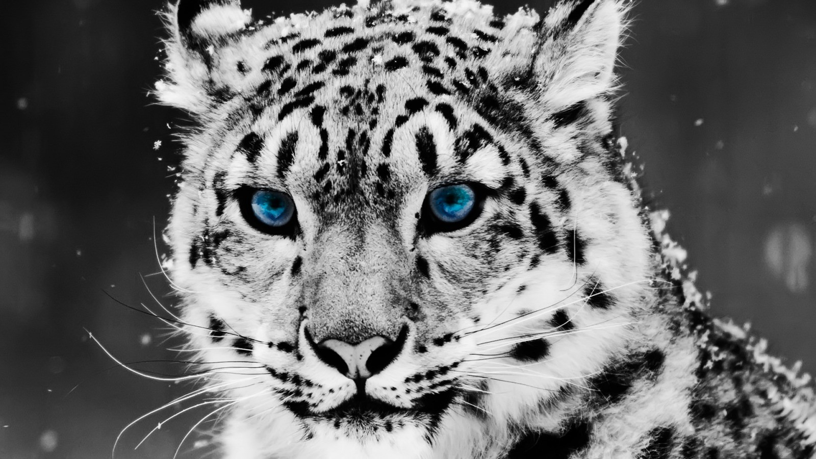 Close-up of a snow leopard with blue eyes HD Wallpaper