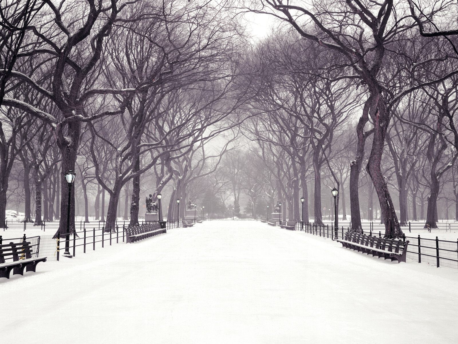Snowy path in a park with bare trees HD Wallpaper