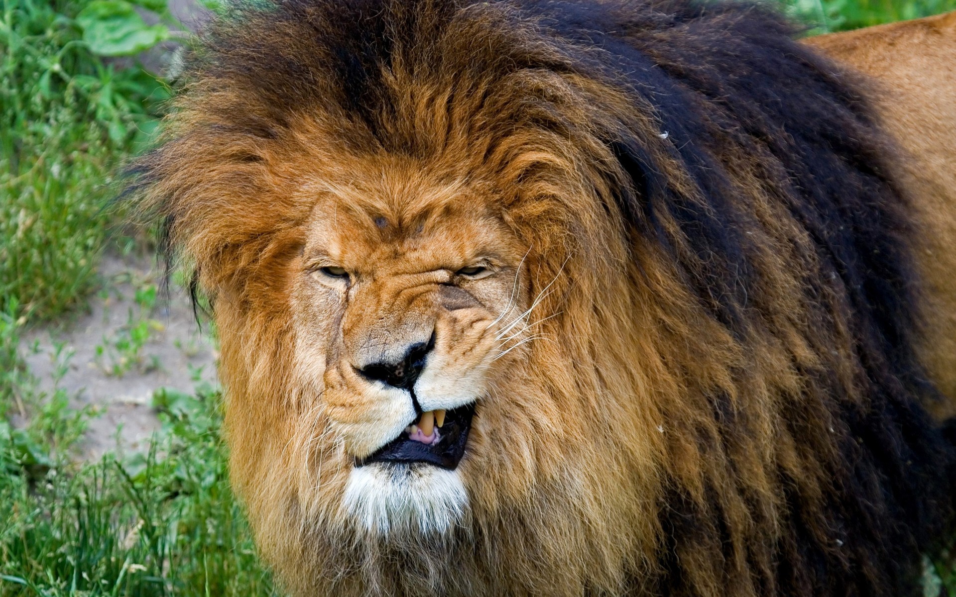 Close-up of a lion with a dark mane HD Wallpaper
