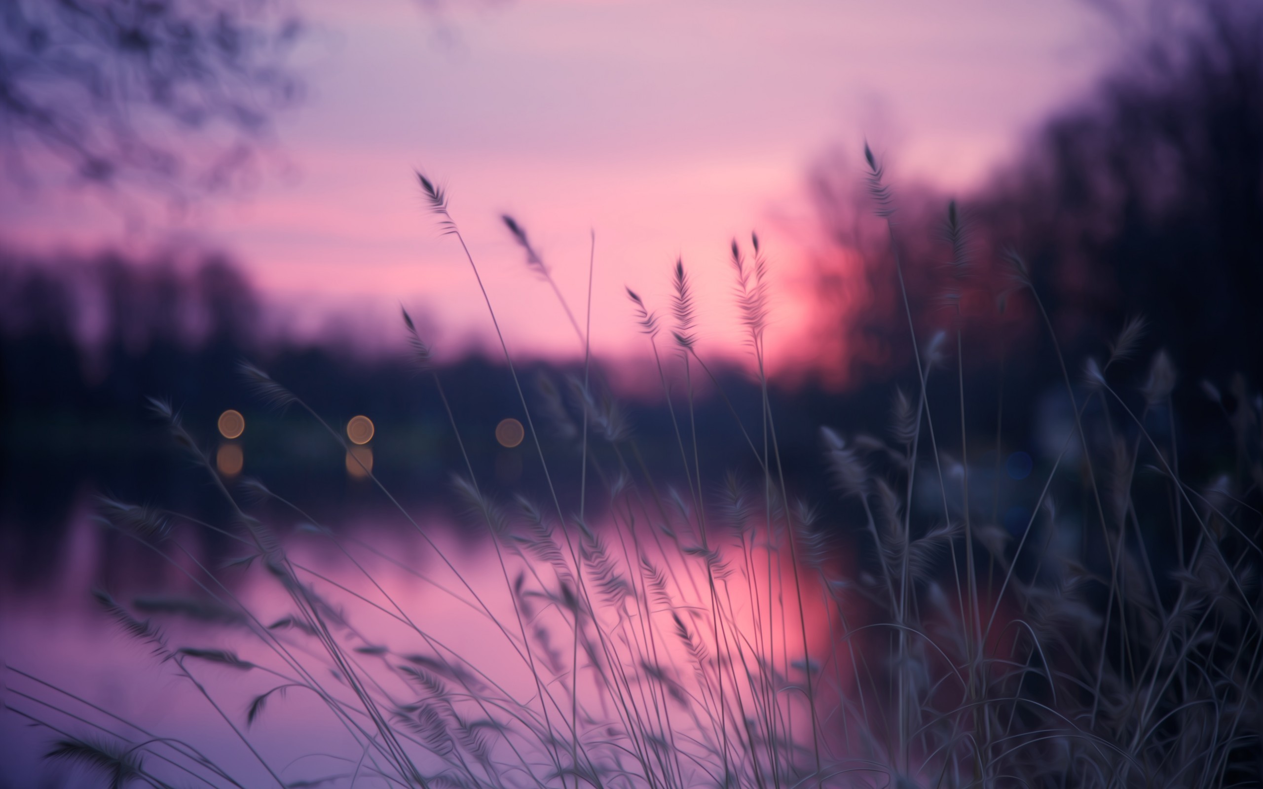 Grasses by a lake at sunset HD Wallpaper