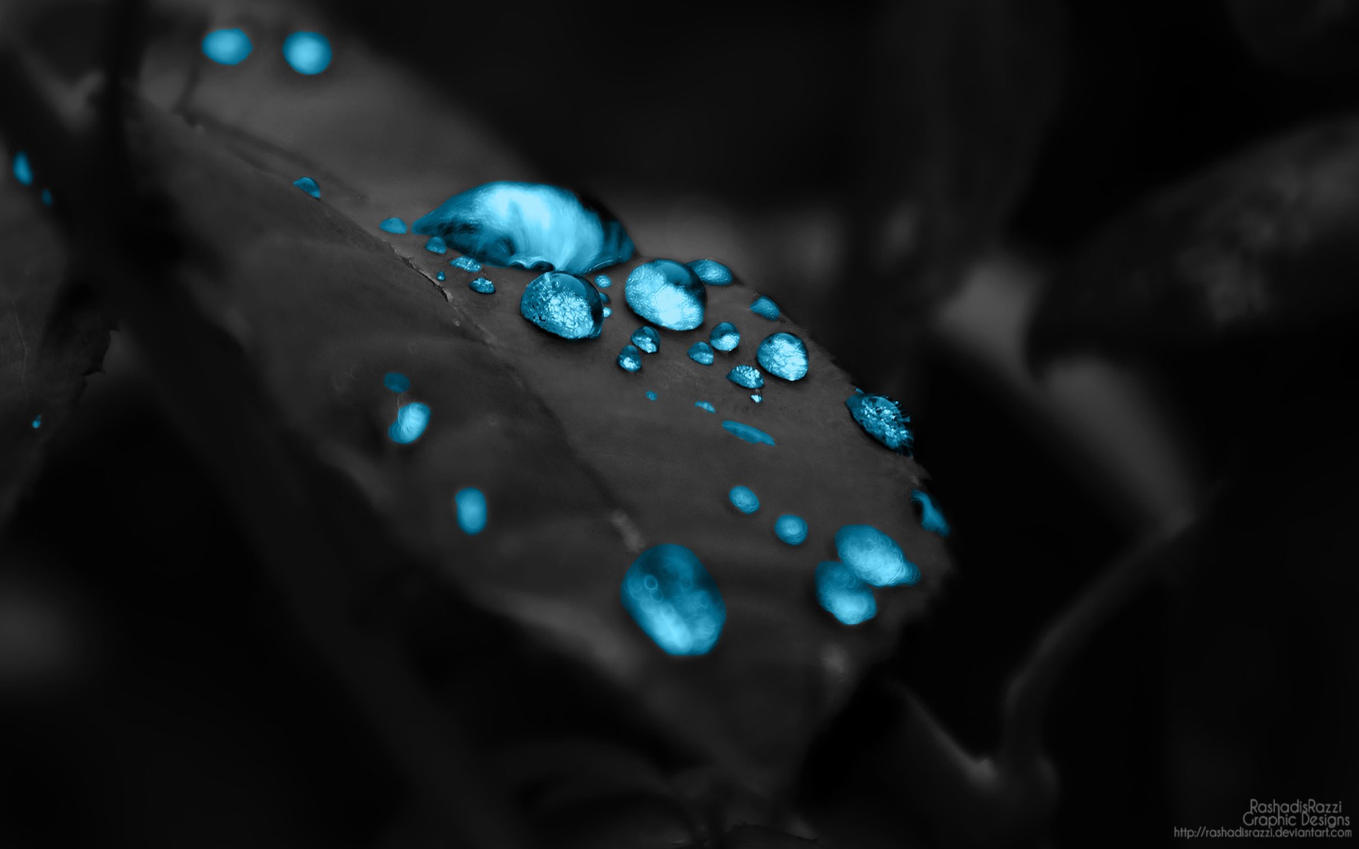 Blue water drops on a dark leaf HD Wallpaper