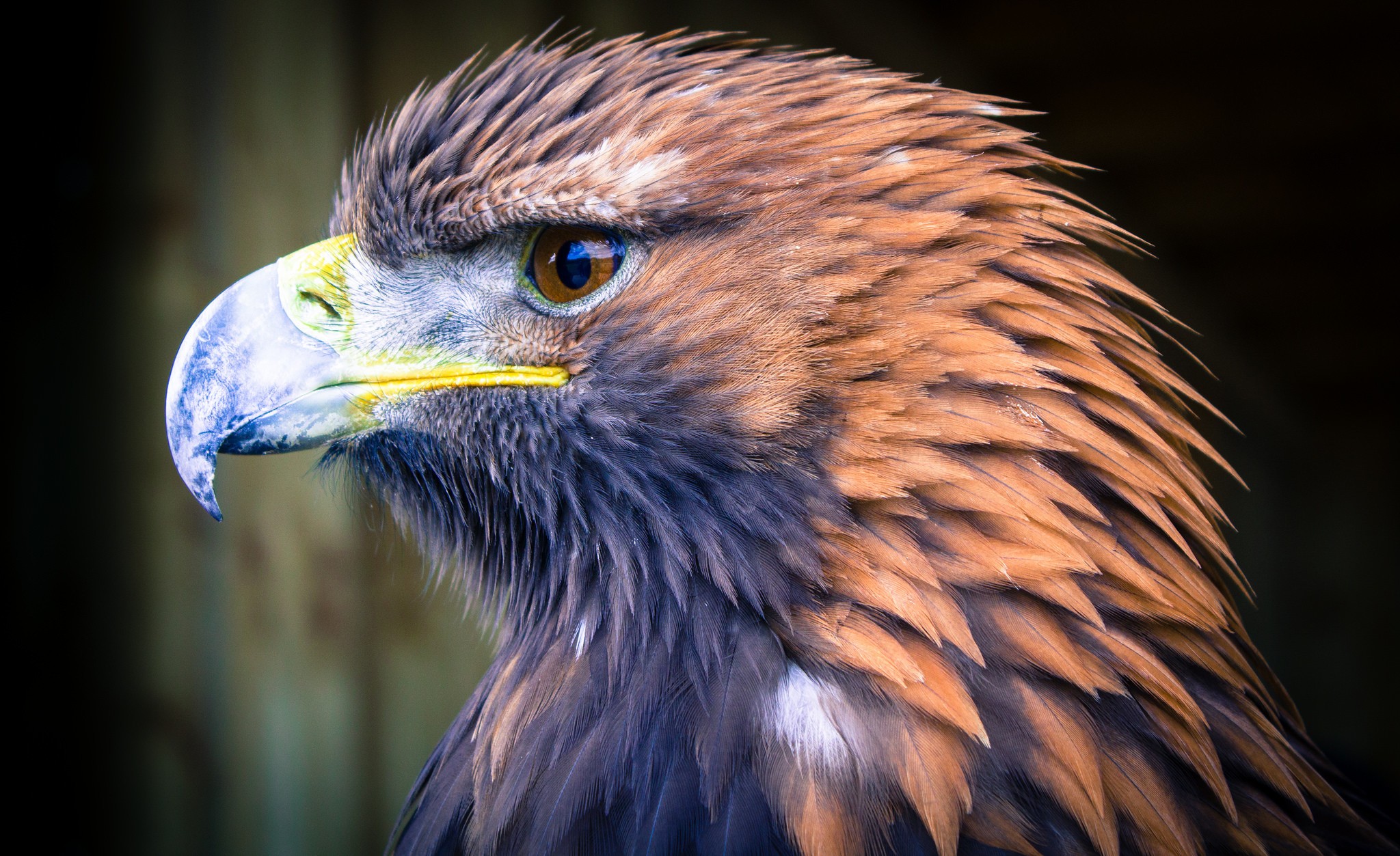 Close-up of a Golden Eagle's head HD Wallpaper