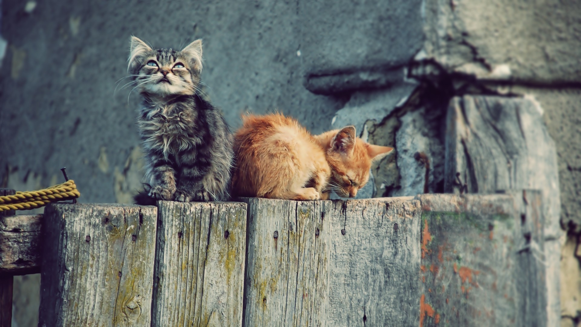 Two kittens sitting on a wooden fence HD Wallpaper