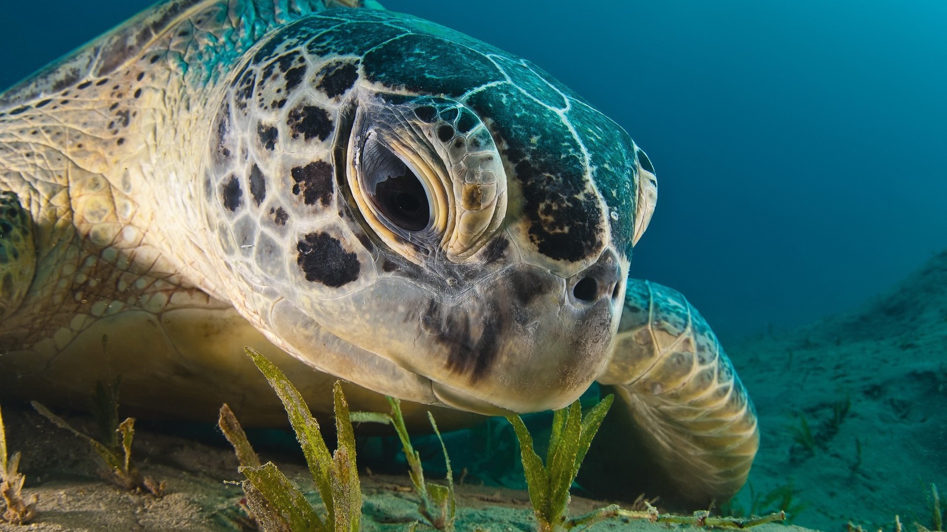 Closeup of a green sea turtle underwater HD Wallpaper