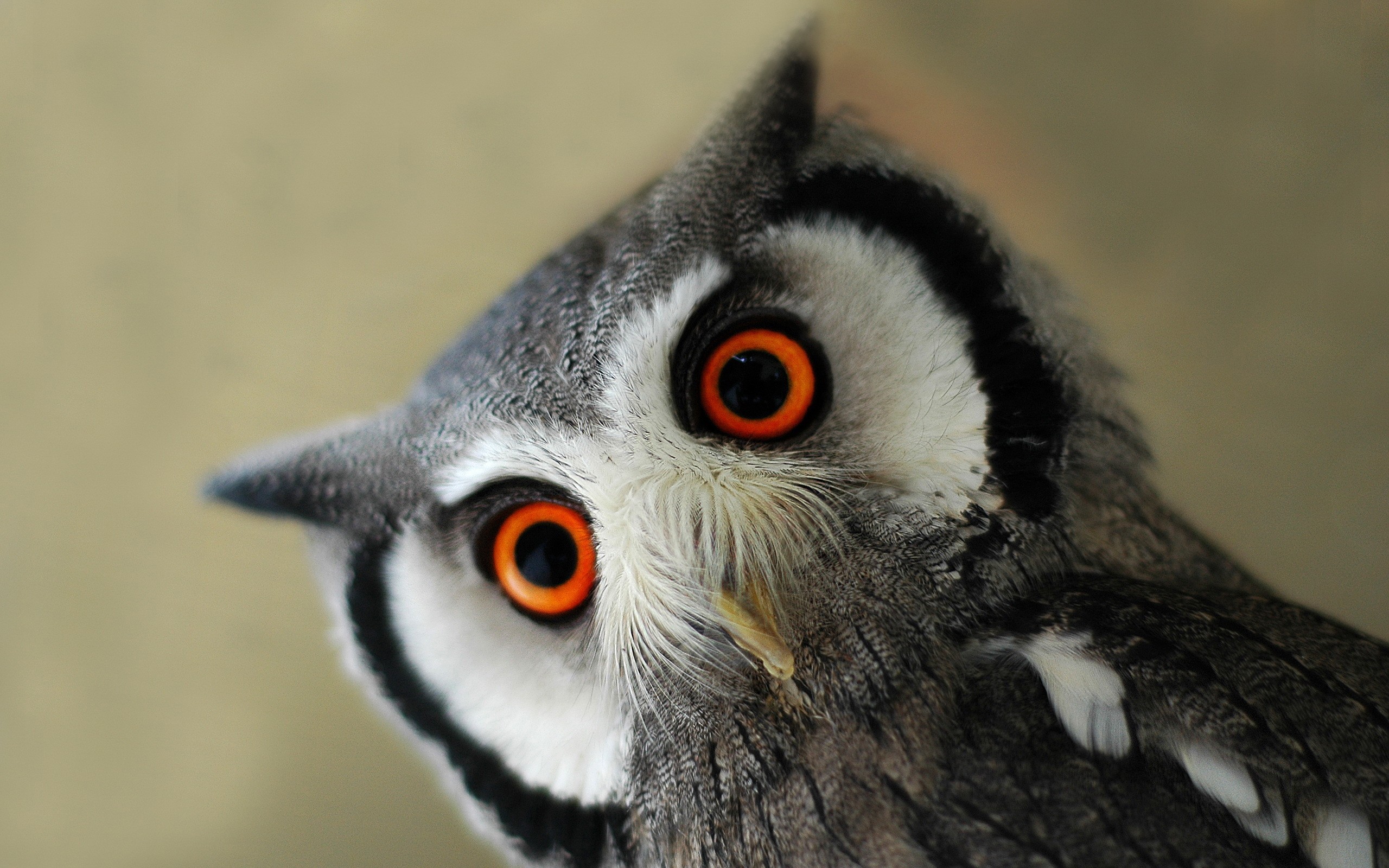 Close-up of a white-faced owl with bright orange eyes HD Wallpaper