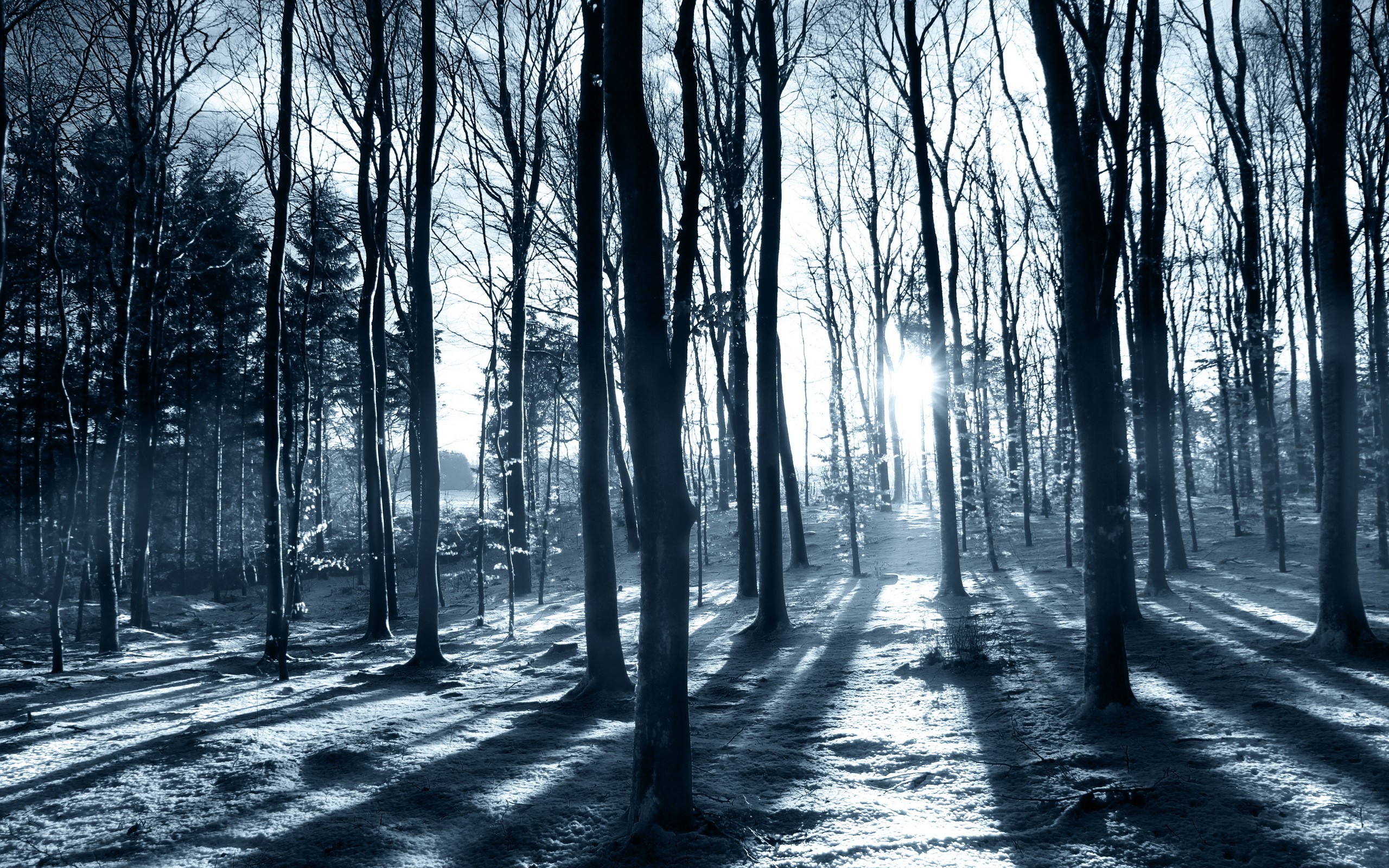 Winter forest with sunbeams and shadows HD Wallpaper