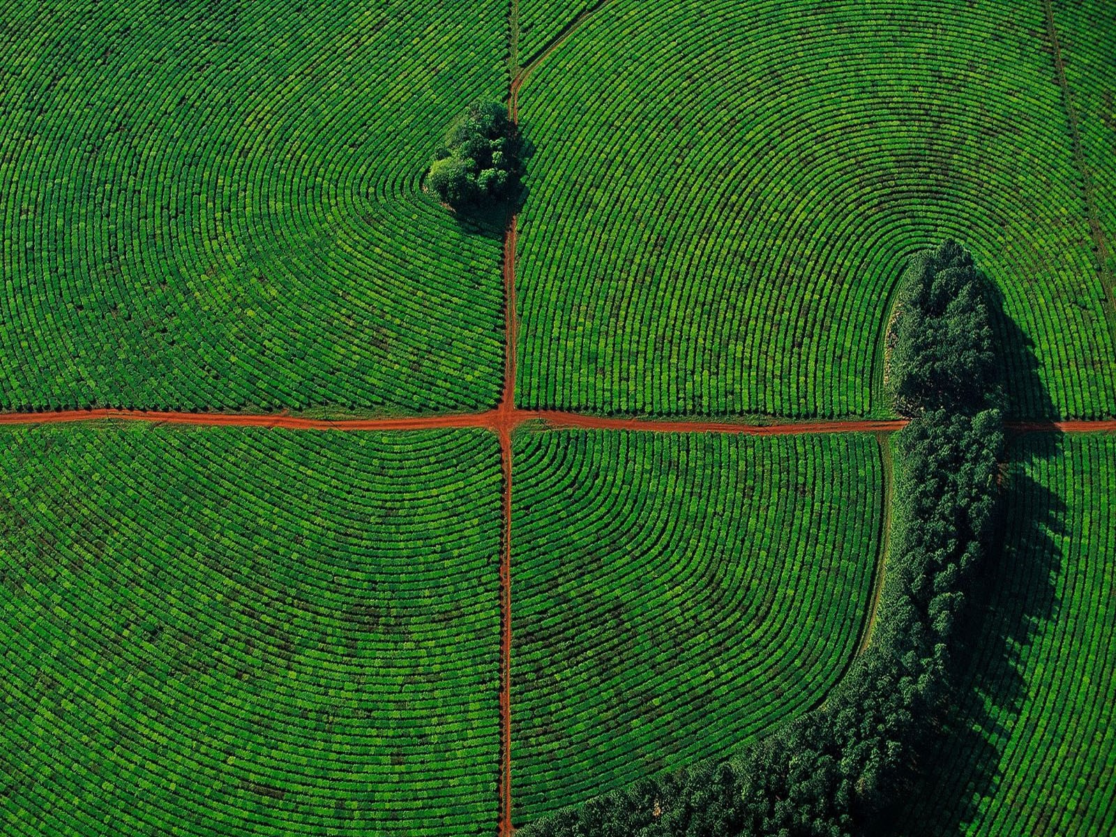 Aerial view of circular tea fields with red dirt paths HD Wallpaper