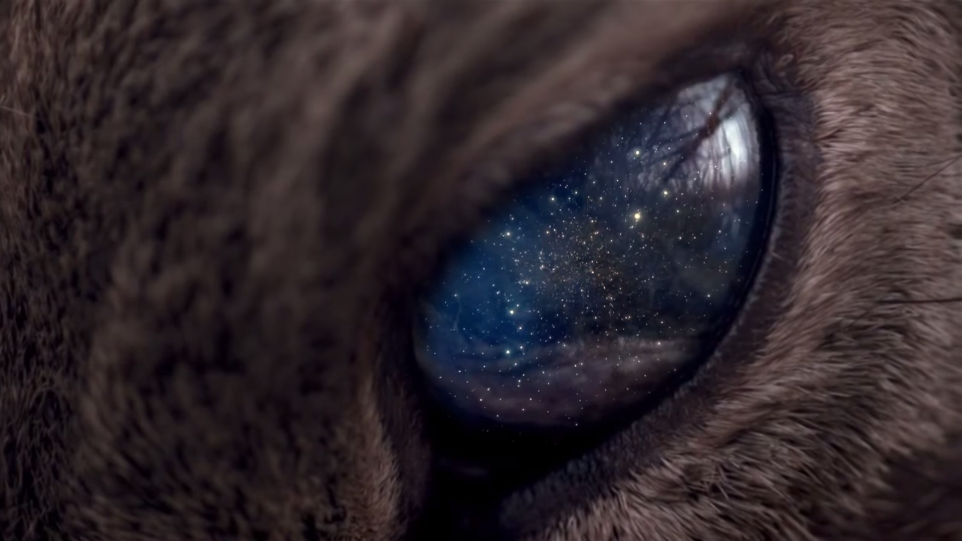 Close-up of a cat's eye reflecting the universe HD Wallpaper