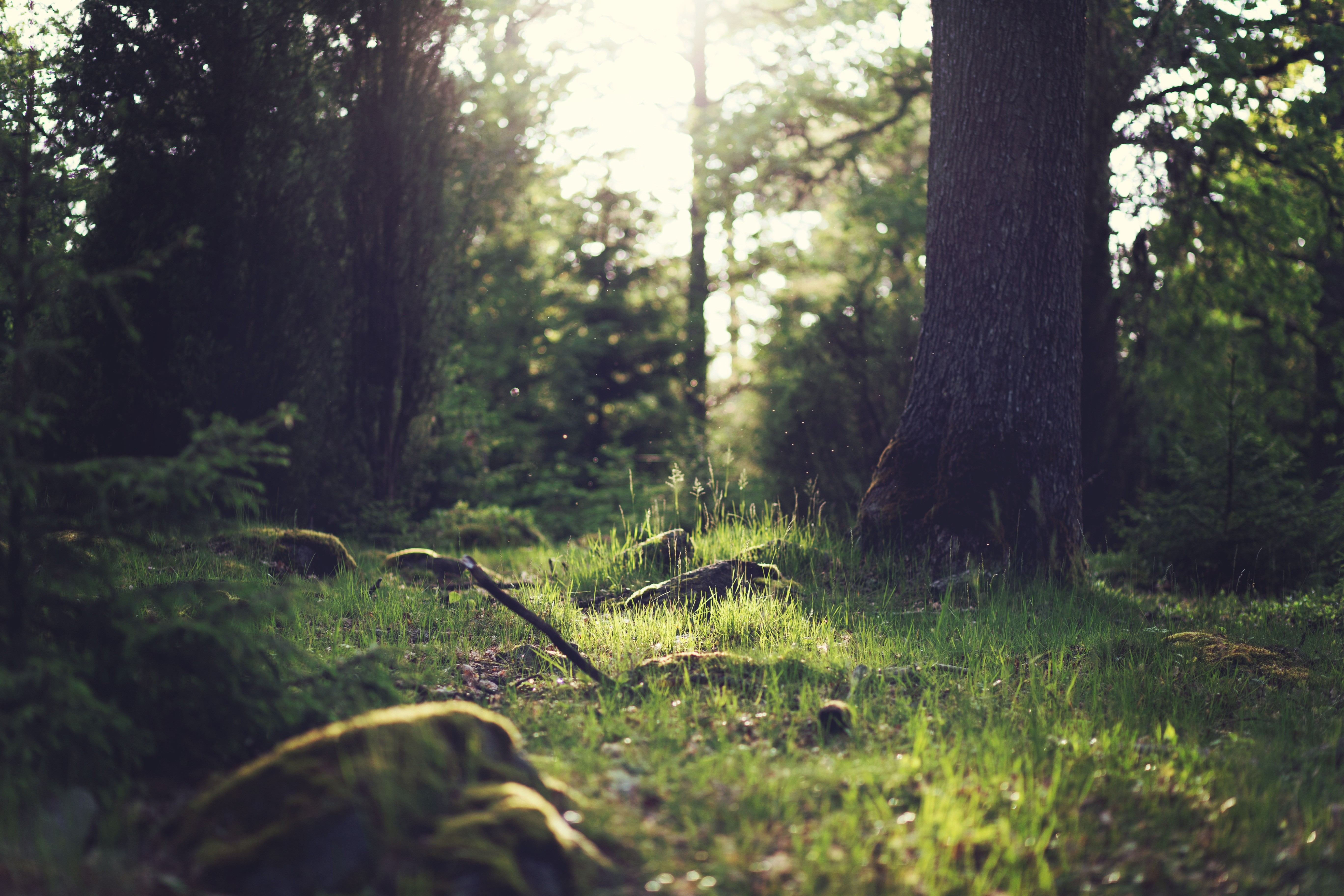 Sunlight filtering through trees in a forest HD Wallpaper