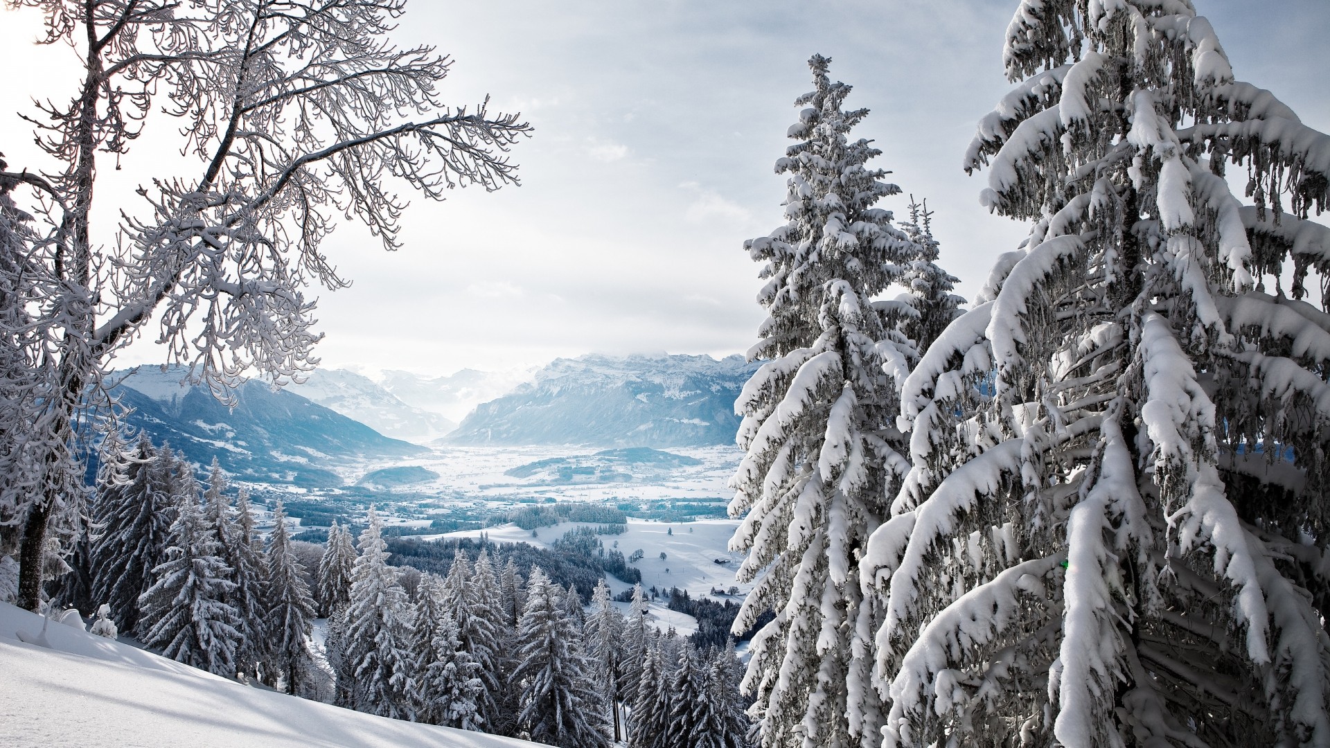 Snowy mountain landscape with pine trees HD Wallpaper