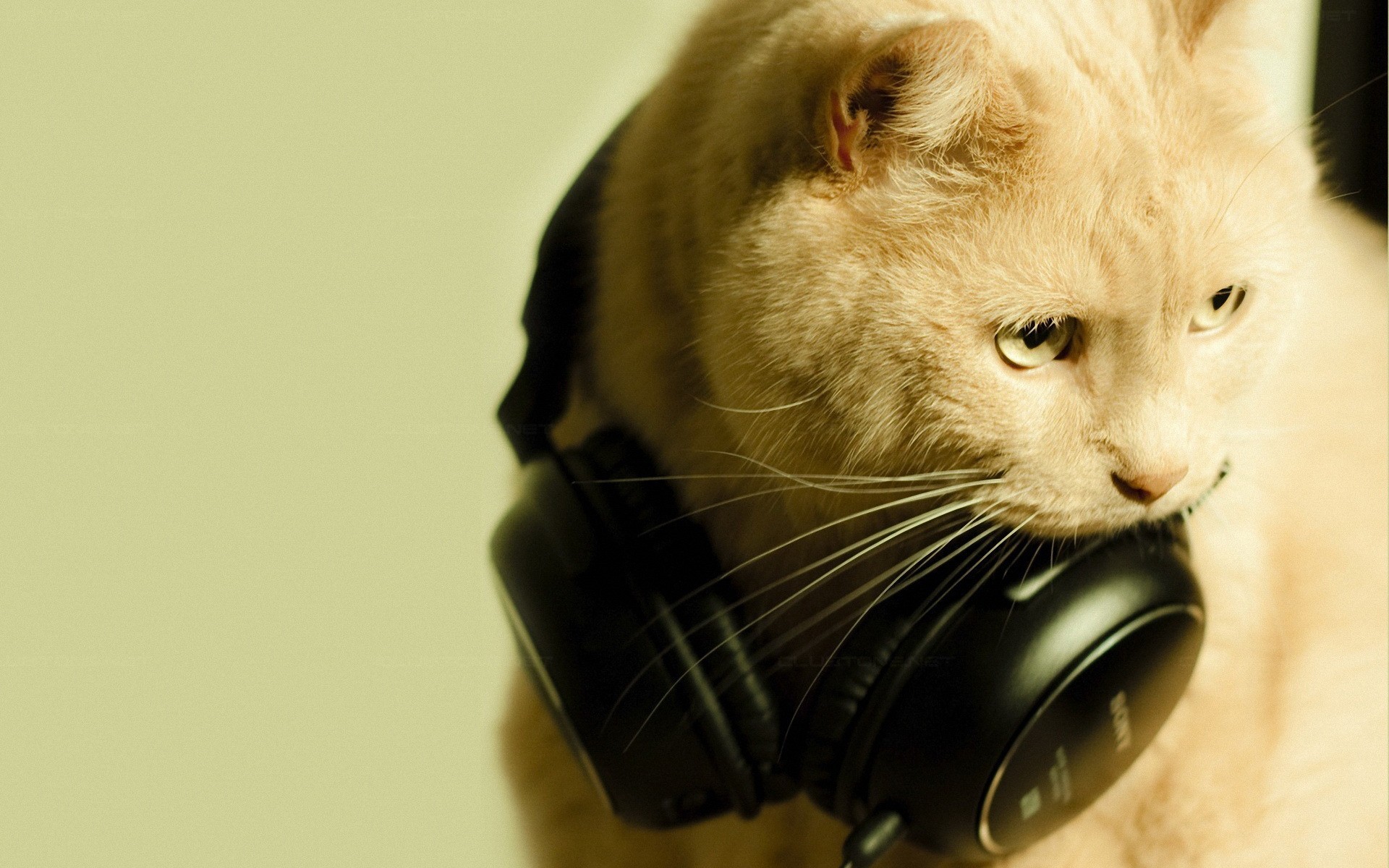 A cat wearing headphones HD Wallpaper