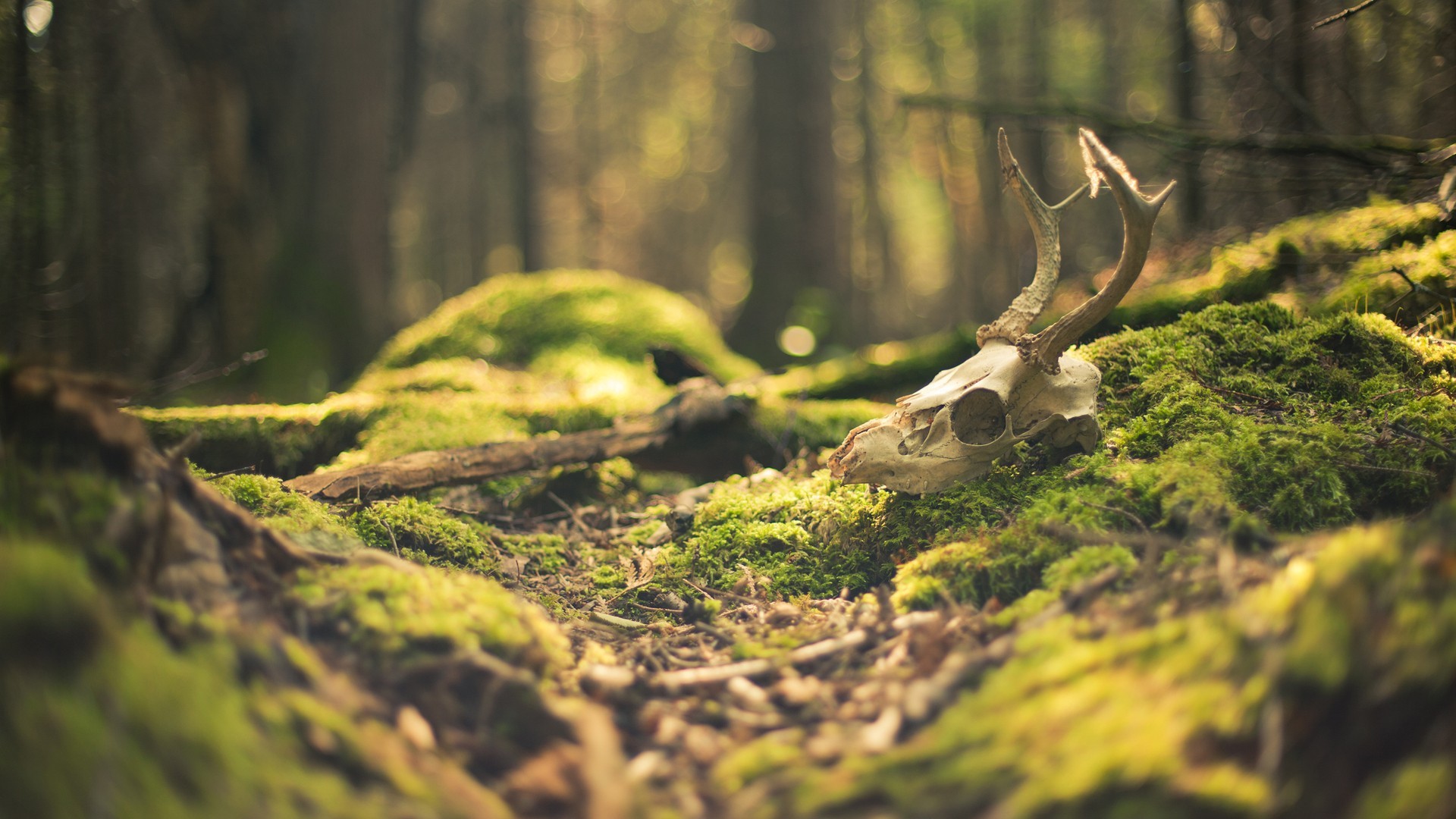 Deer skull on mossy ground in a forest HD Wallpaper