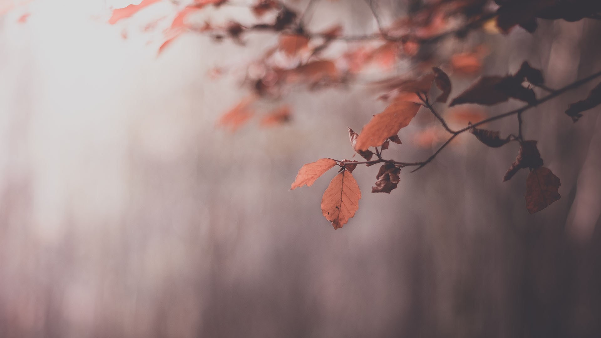 Autumn leaves in mist HD Wallpaper