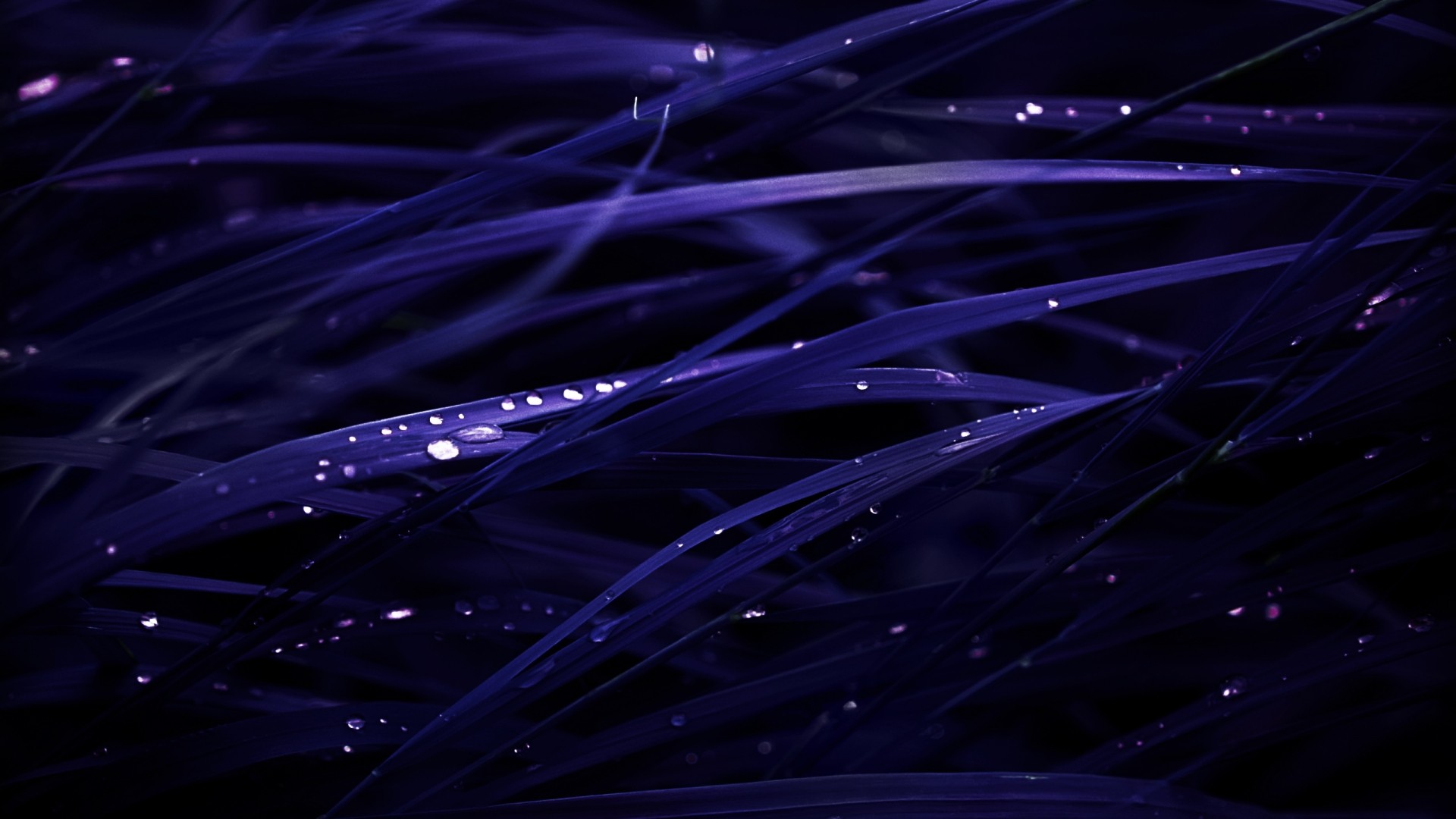 Dark blue grass with dew drops HD Wallpaper