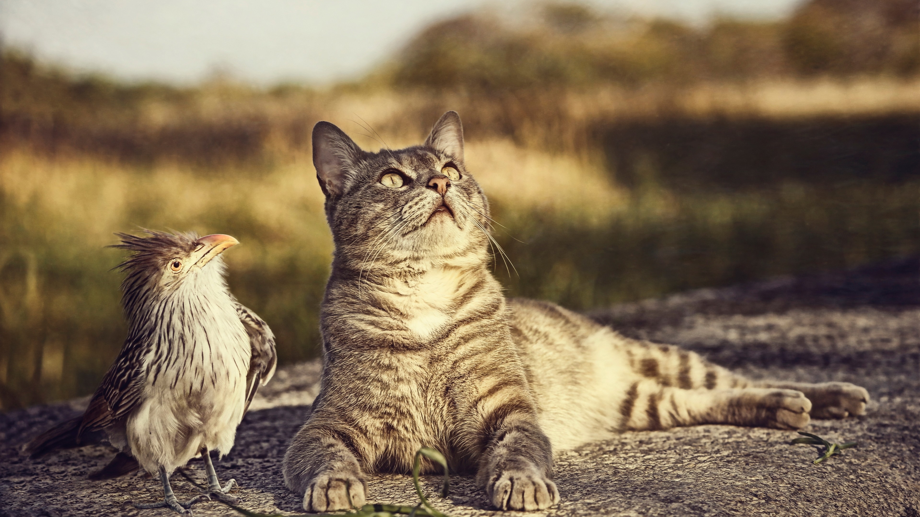 A tabby cat and a bird sit on a rock HD Wallpaper