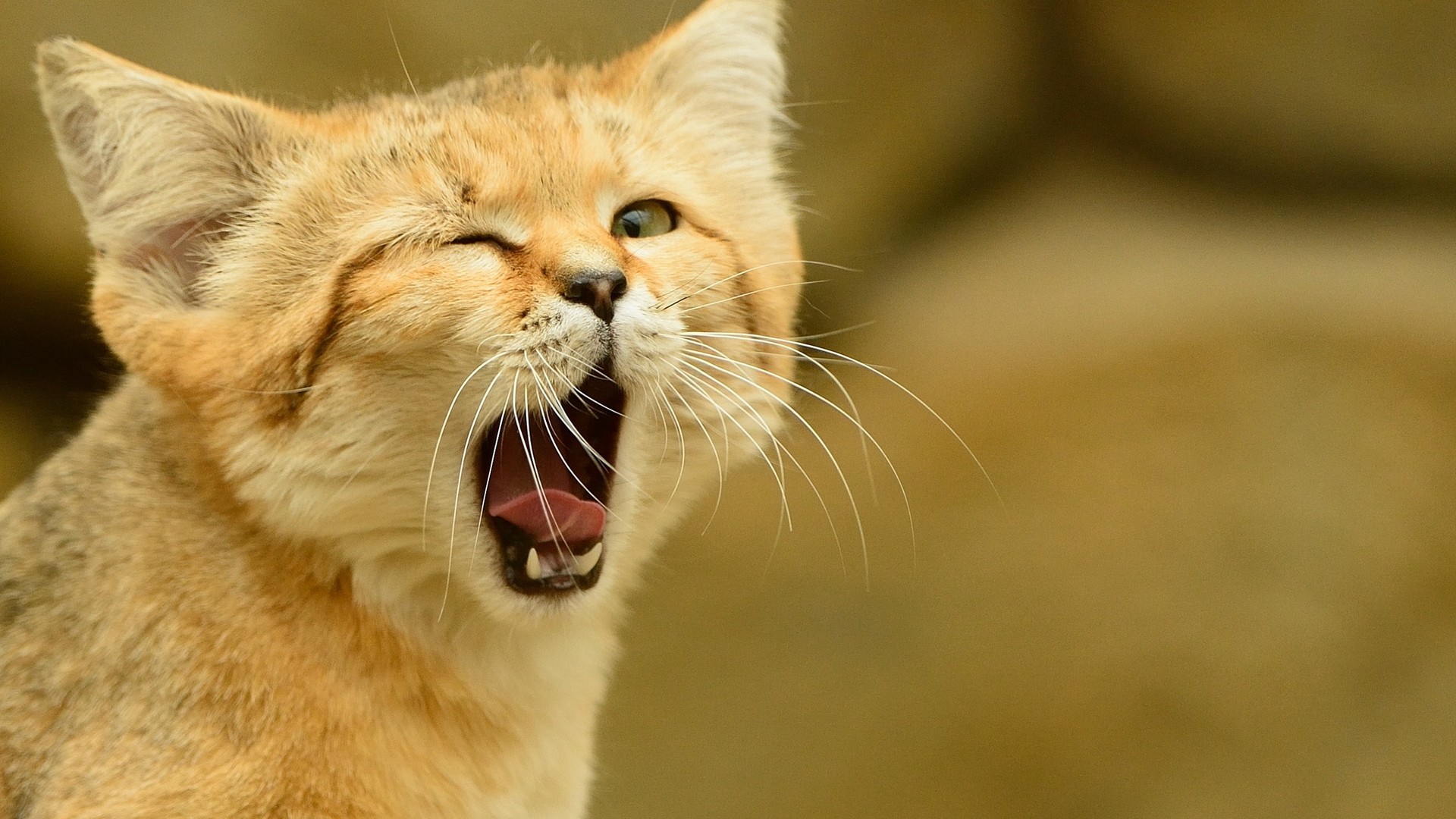 Sand cat yawning with mouth wide open HD Wallpaper