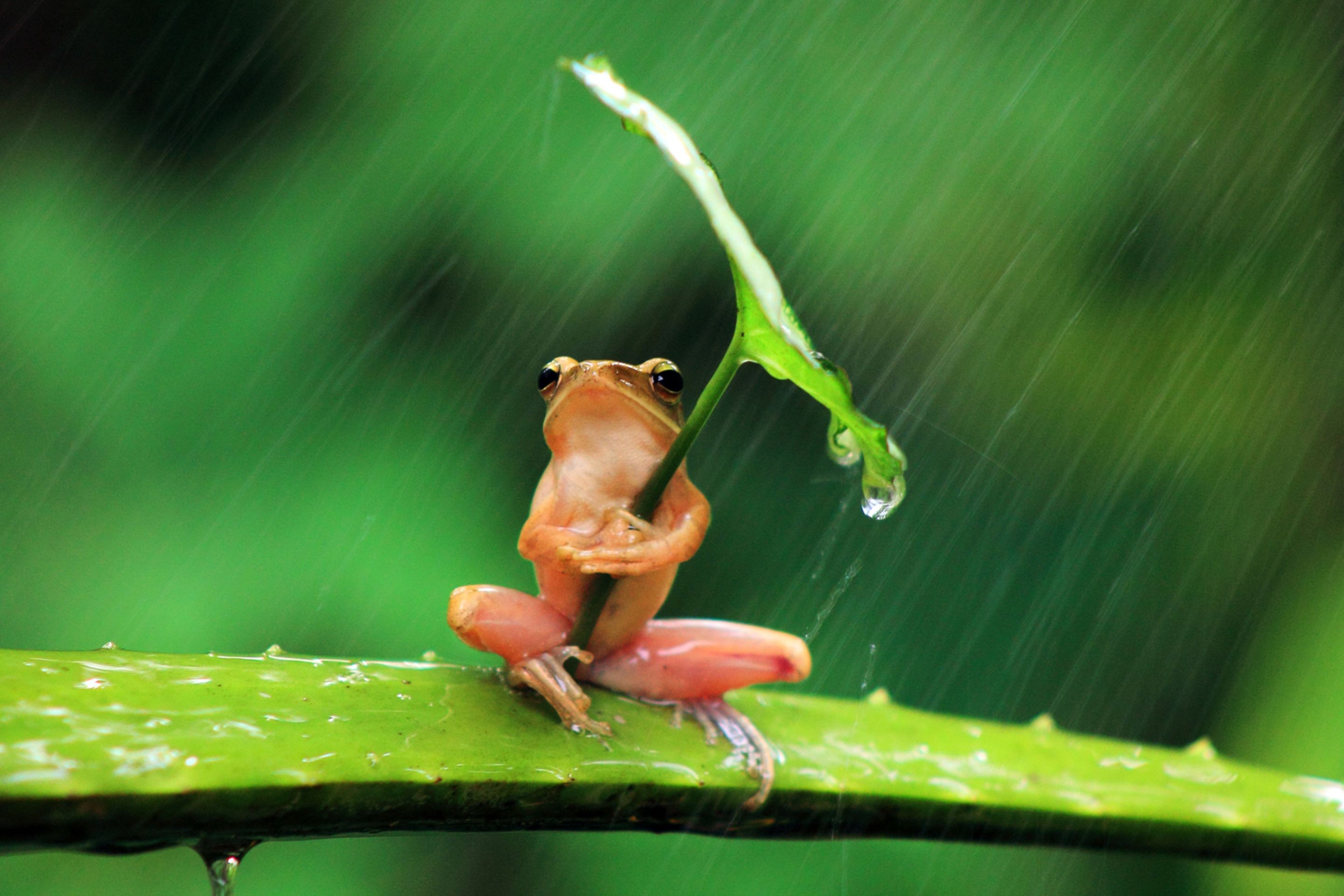 Frog holding a leaf as an umbrella in the rain HD Wallpaper