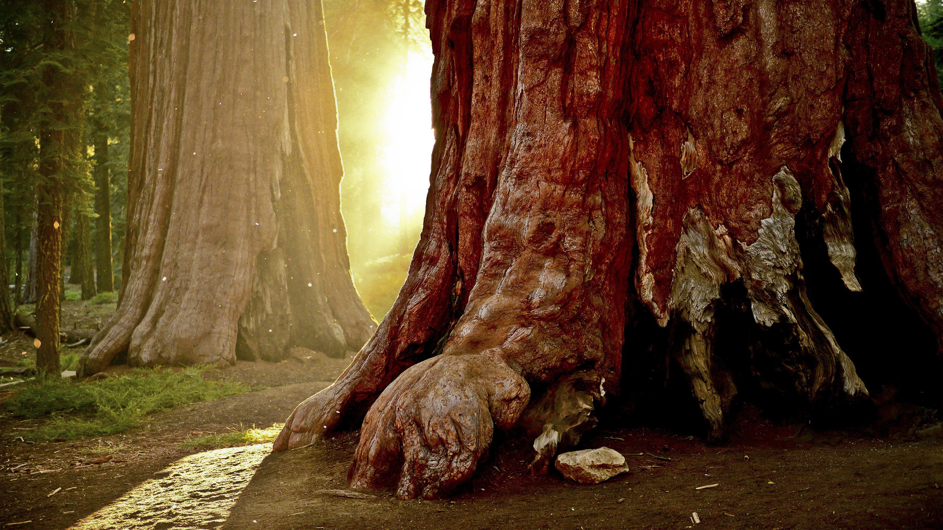 Giant Sequoia trees in a forest with sunlight HD Wallpaper