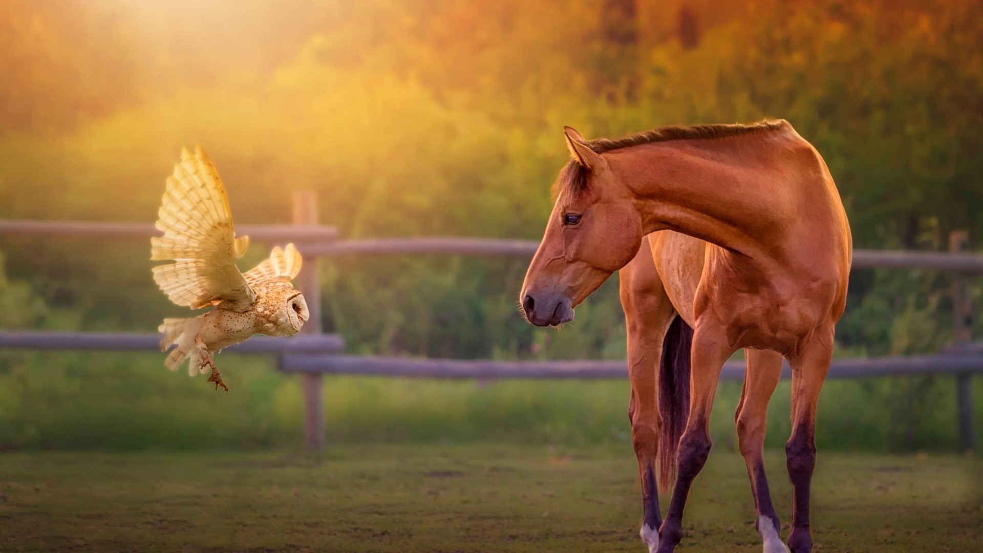 Barn owl flying towards a brown horse in a field HD Wallpaper