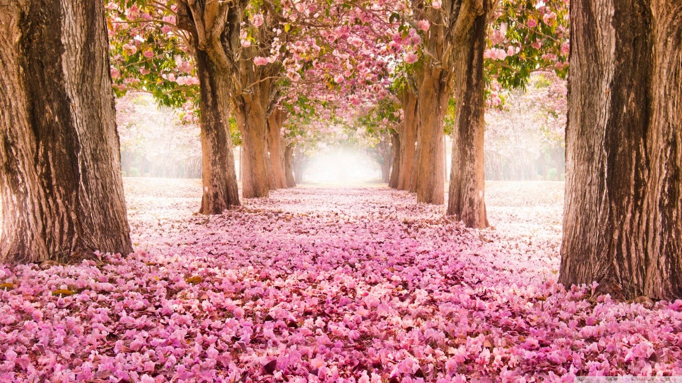 A pathway lined with blooming cherry blossom trees HD Wallpaper