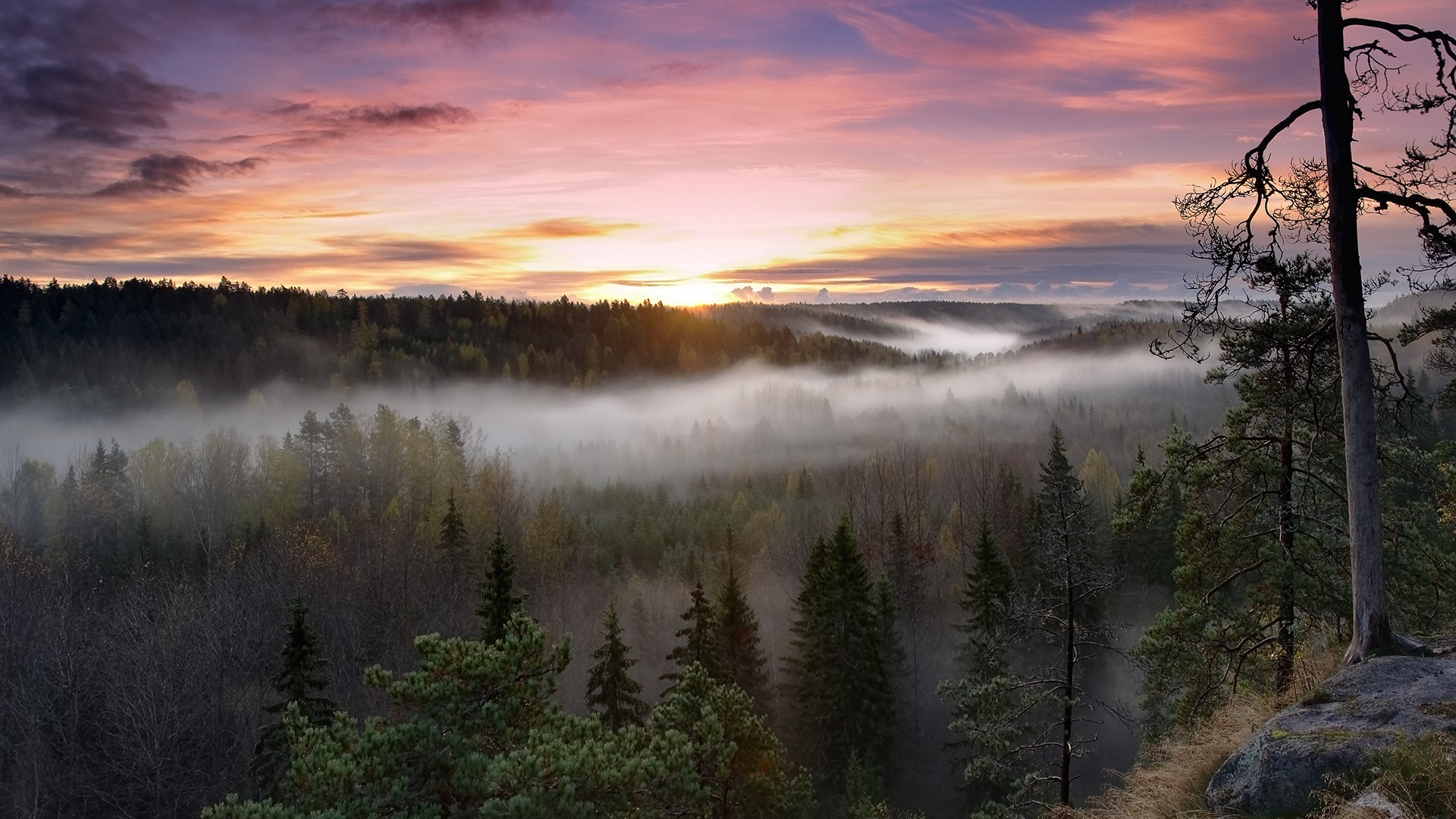 Misty forest at sunrise with colorful sky HD Wallpaper